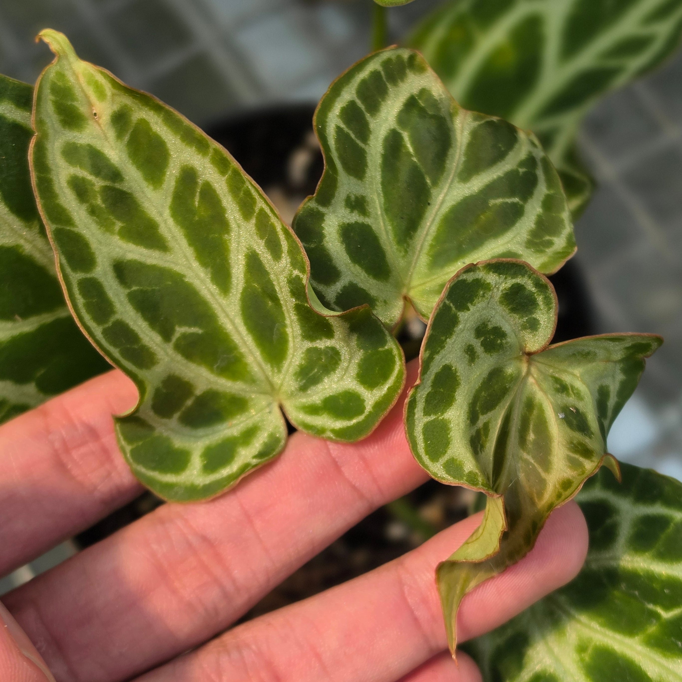 Anthurium crystallinum 'Orochi'