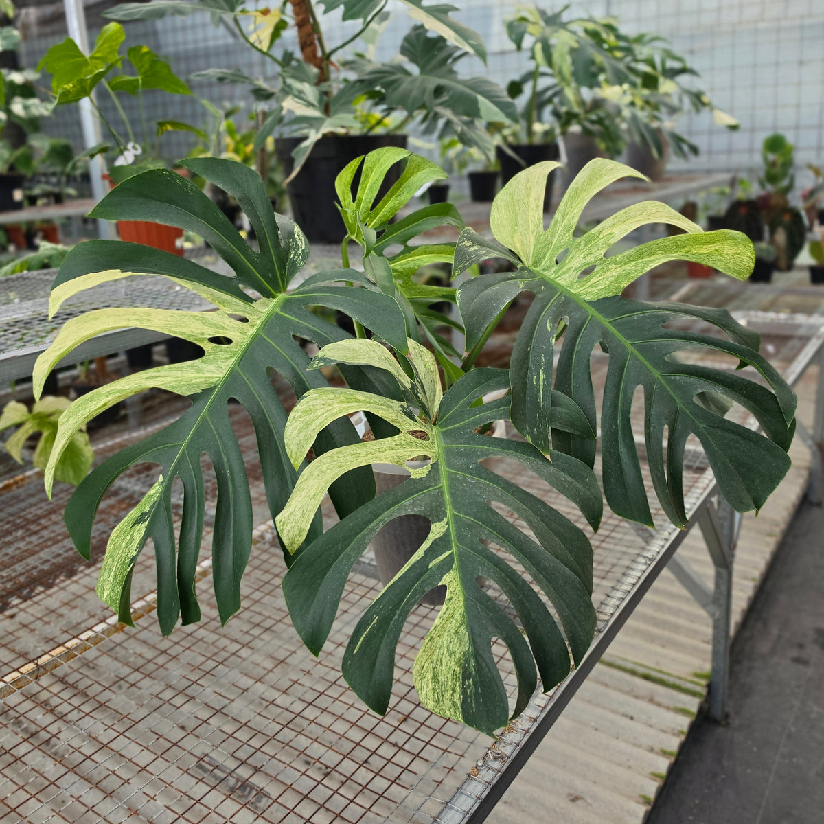 Monstera jungle mint noid (mature size) - AM06-09