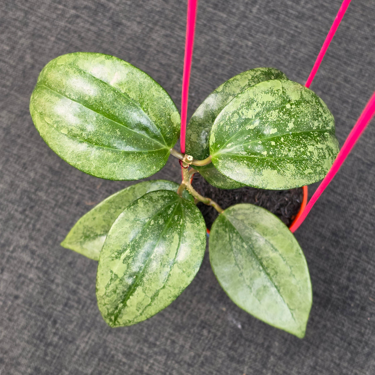Hoya latifolia 'Rimba Perak'