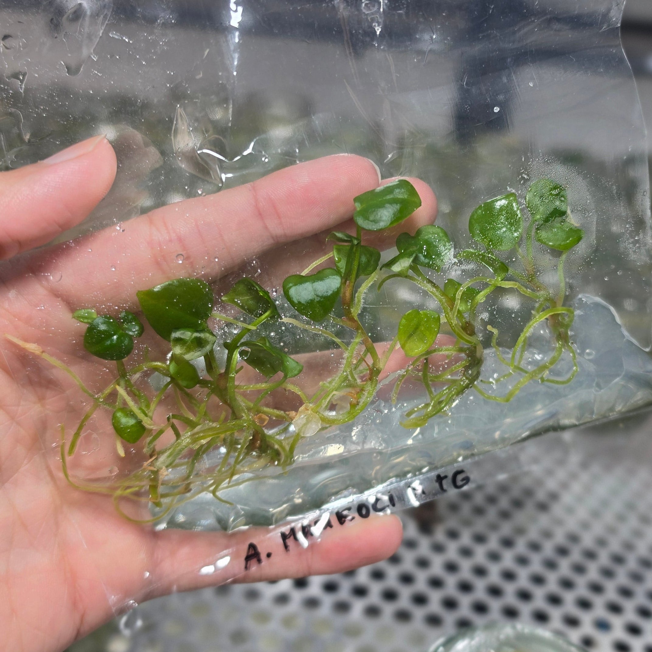 Anthurium mangkoci tortoise grey - Tissue culture