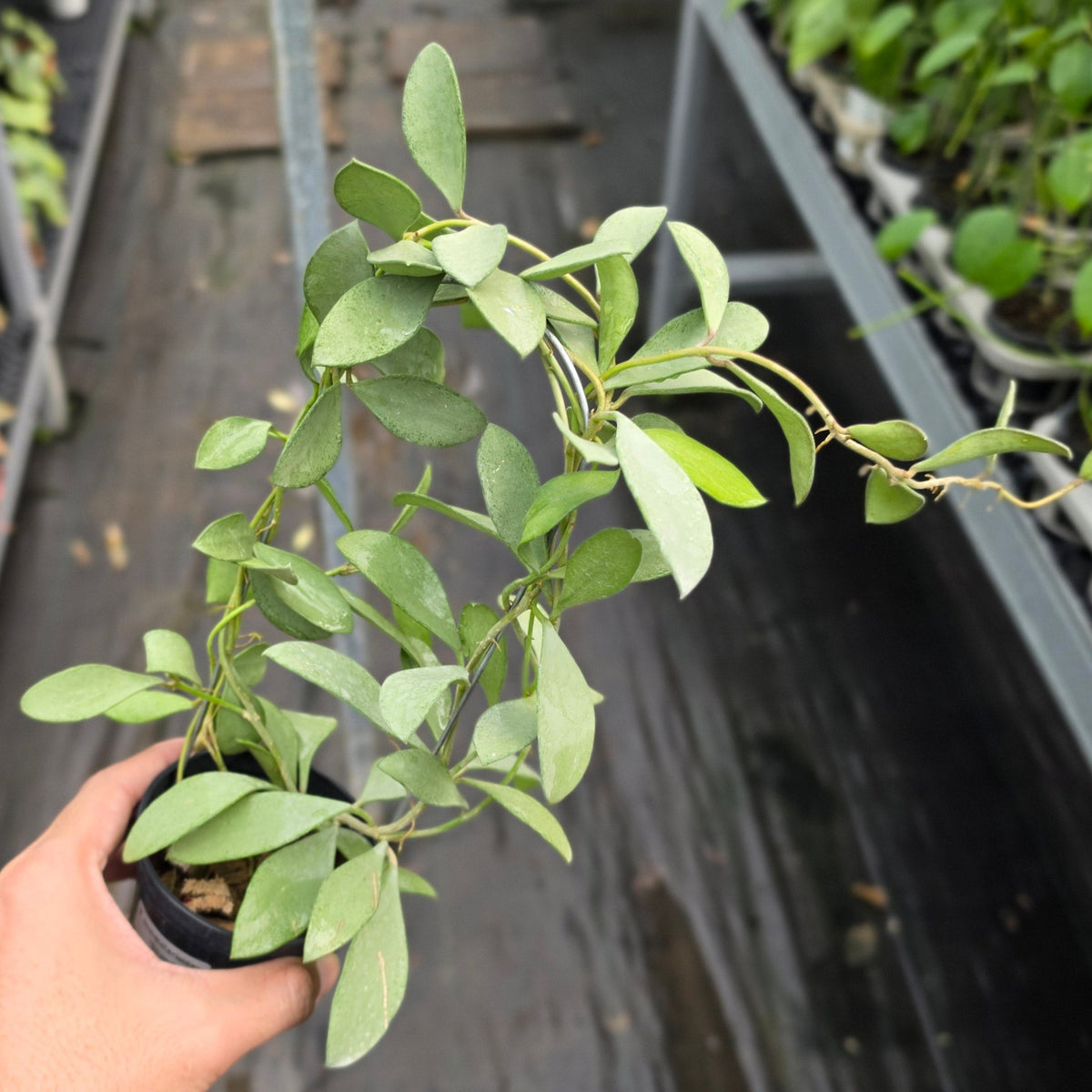 Hoya nummularioides ‘Silver’