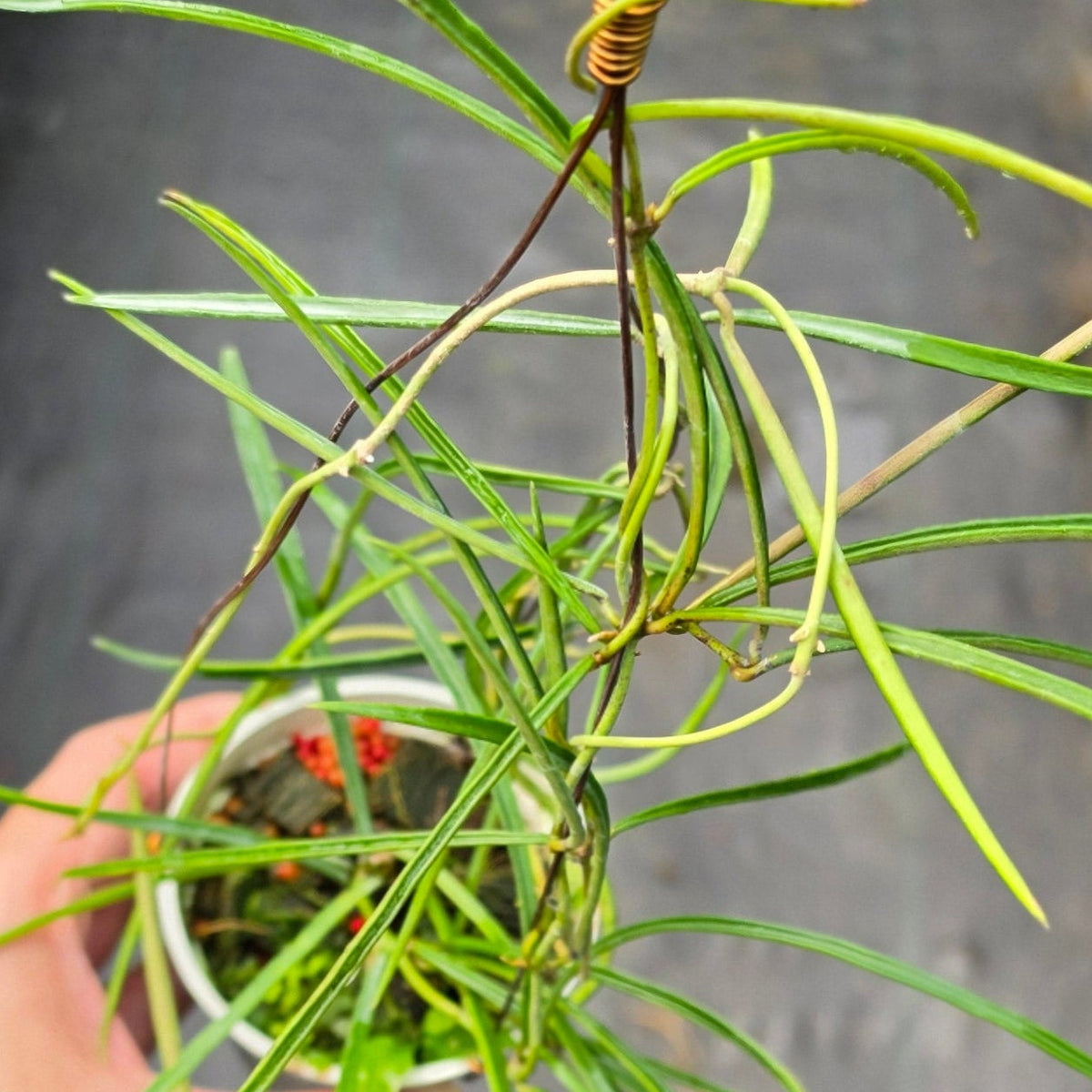 Hoya acicularis