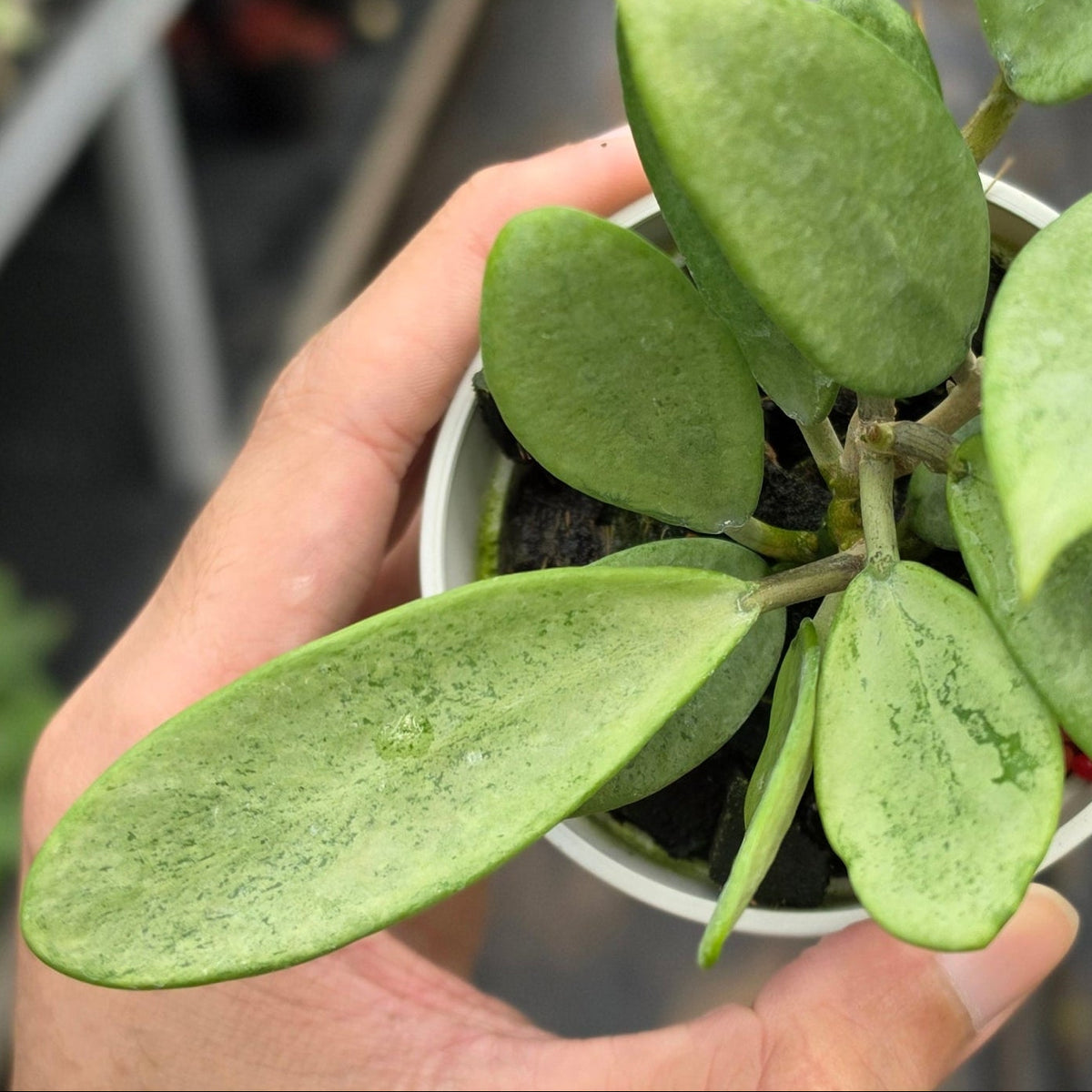 Hoya ‘Silver Lady’