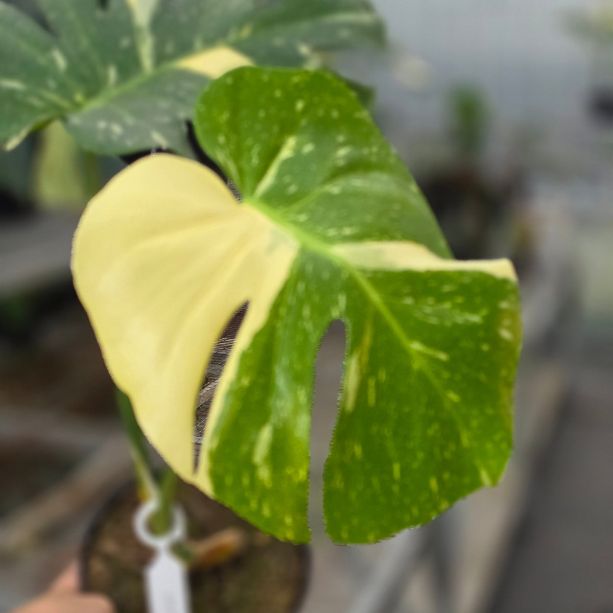 Monstera thai constellation - AM28-09