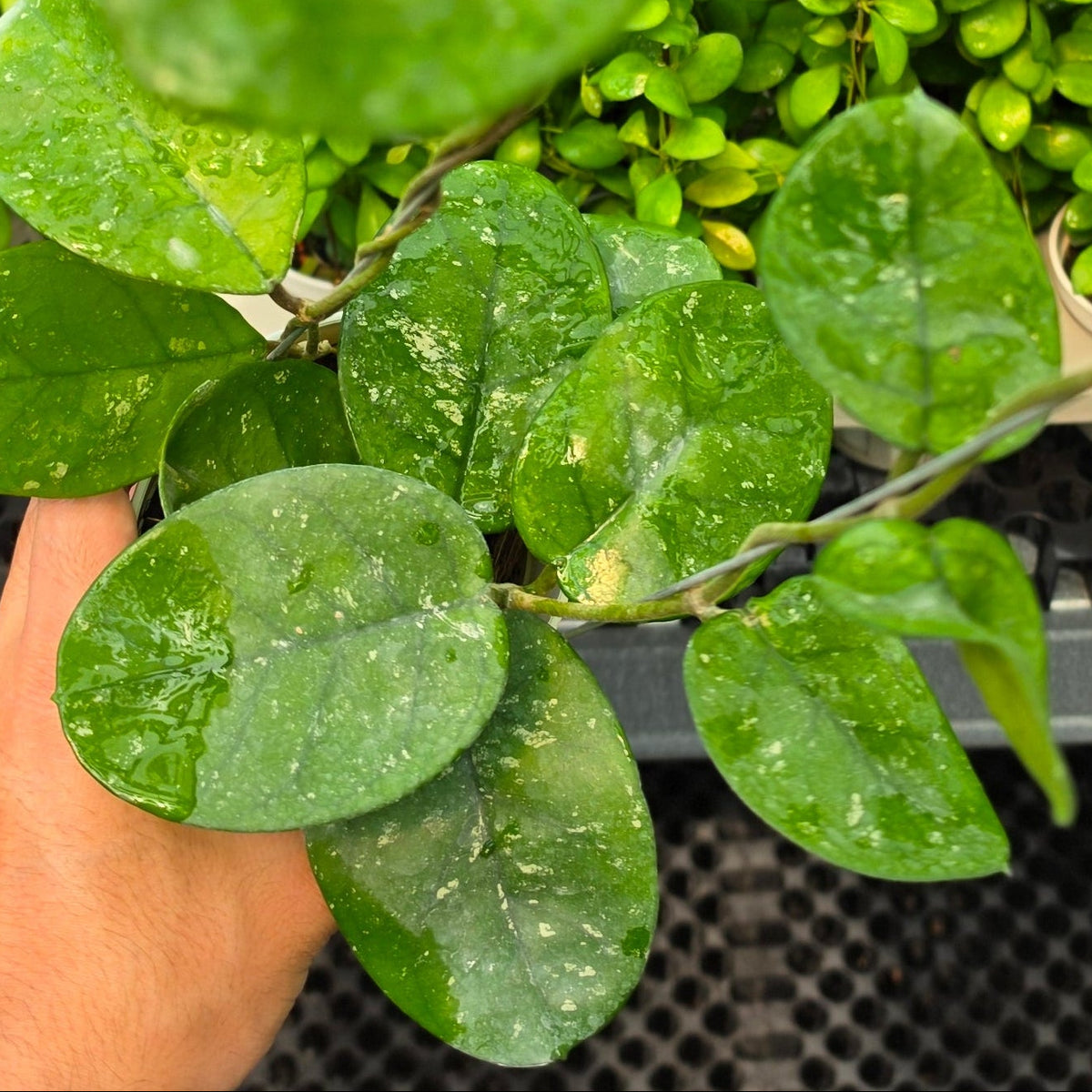 Hoya bonii 'Round Leaf'