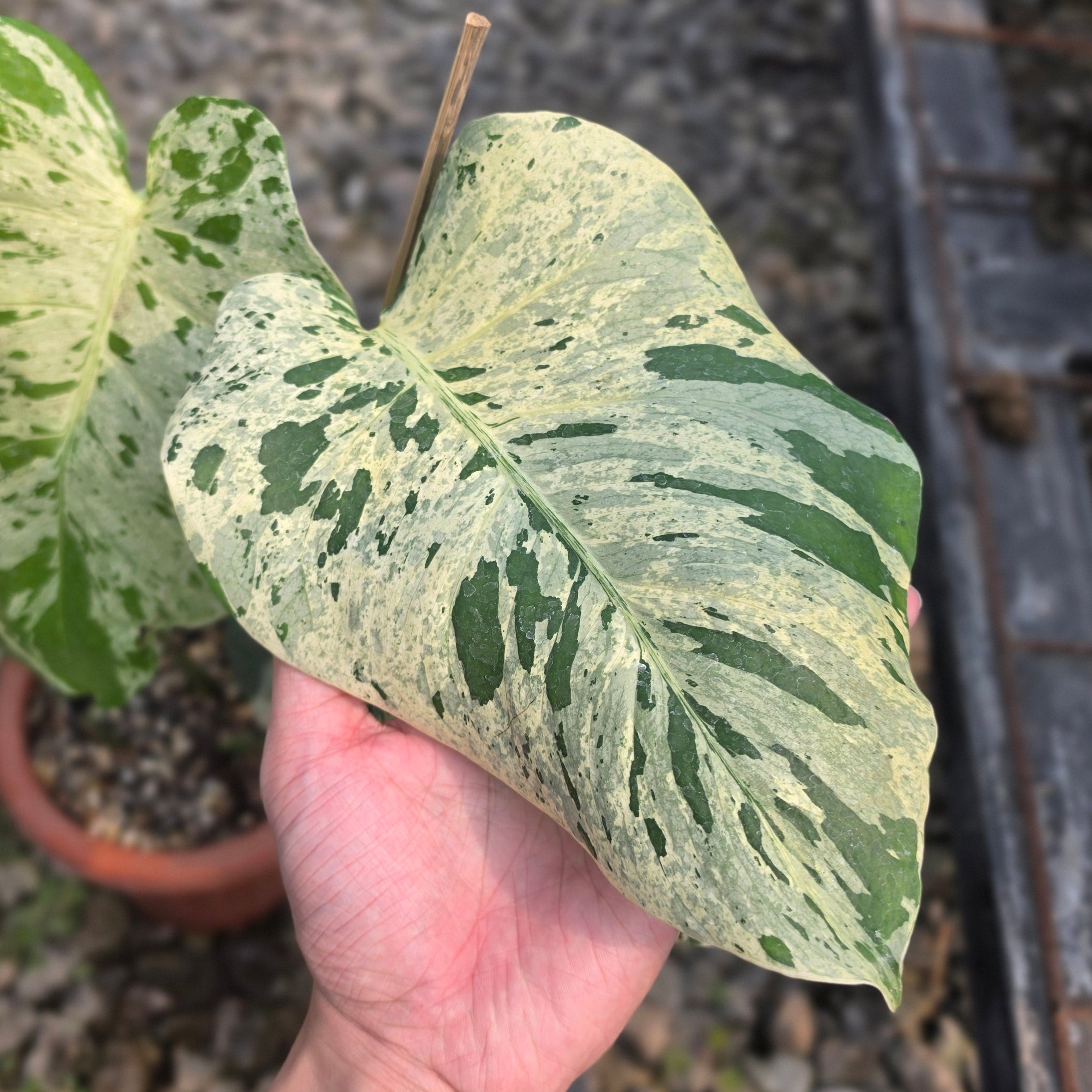 Monstera bulbasaur