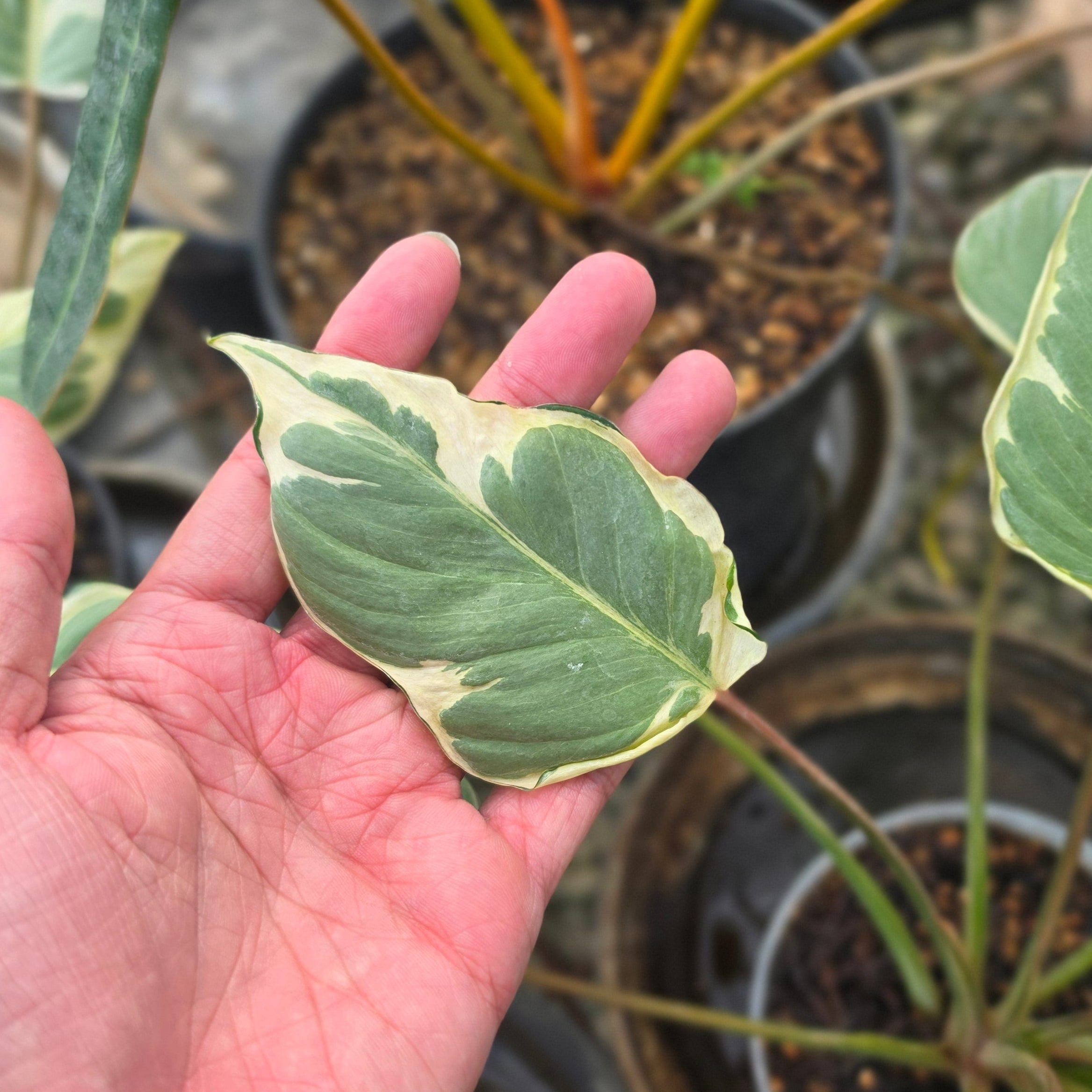 Homalomena 'Marshmallow'