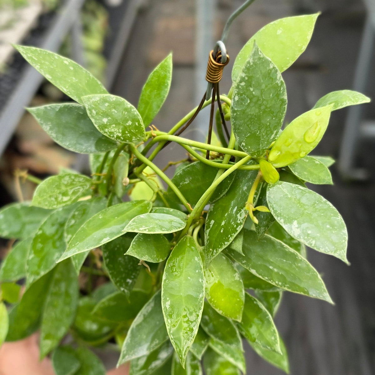 Hoya lacunosa ‘Silver Edge’