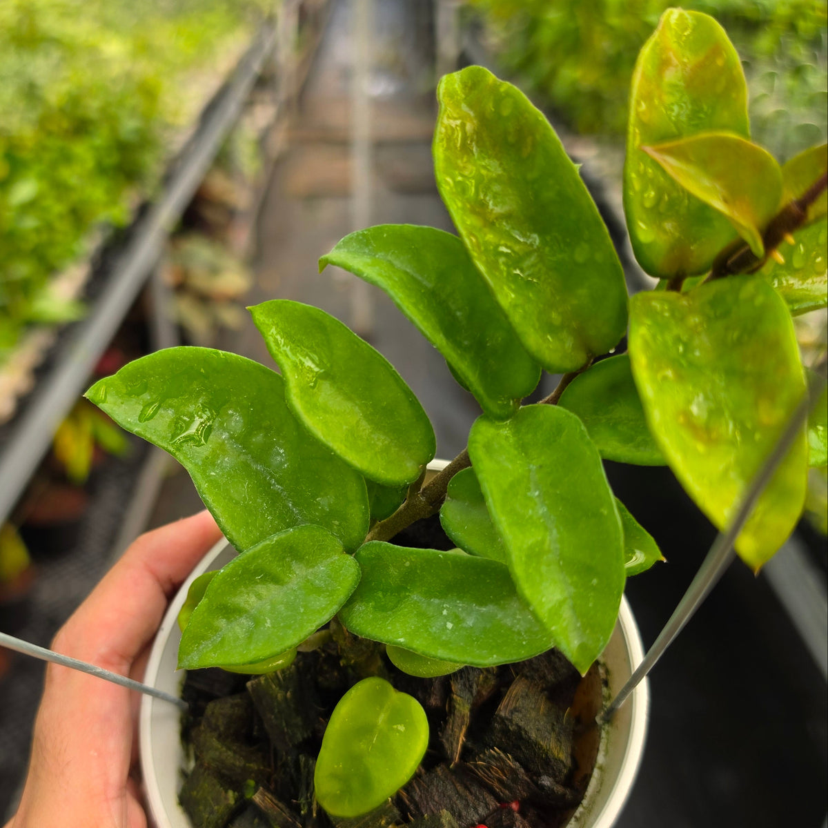 Hoya carnosa ‘Krinkle 8’
