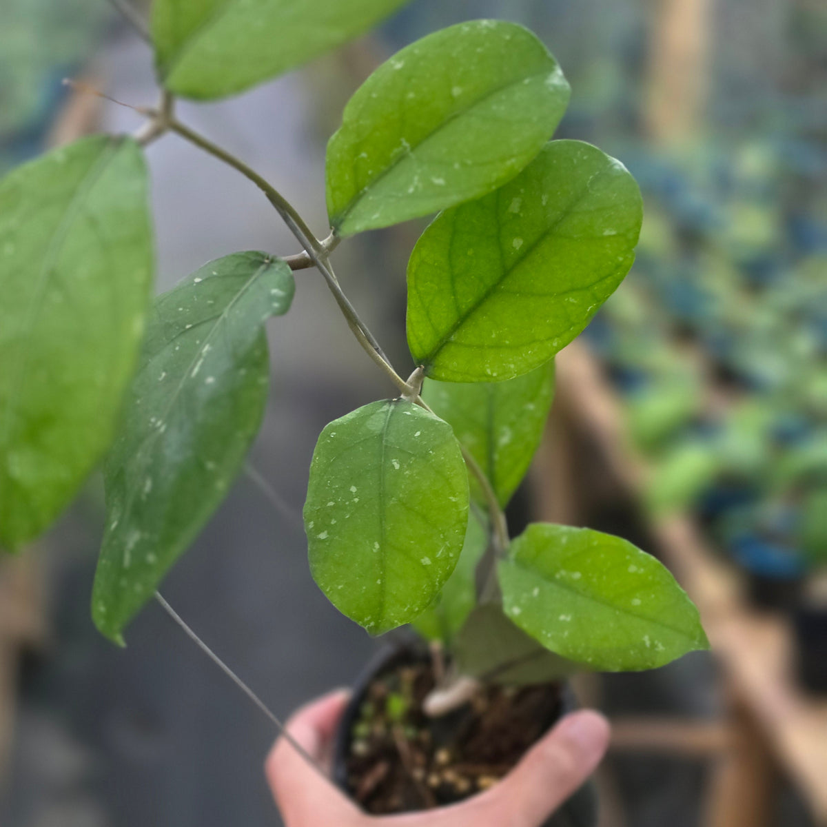Hoya sp aceh green aurora