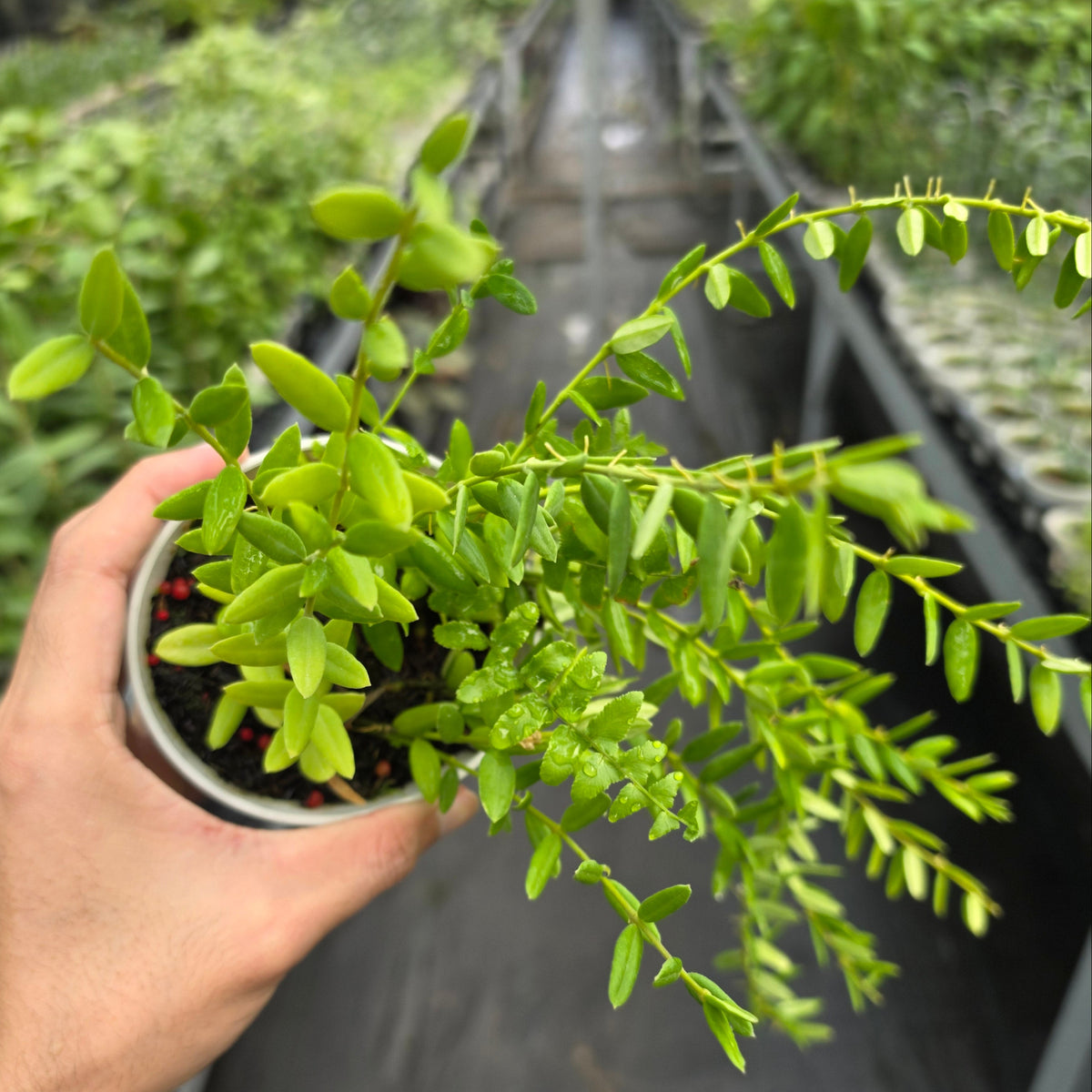 Hoya engleriana