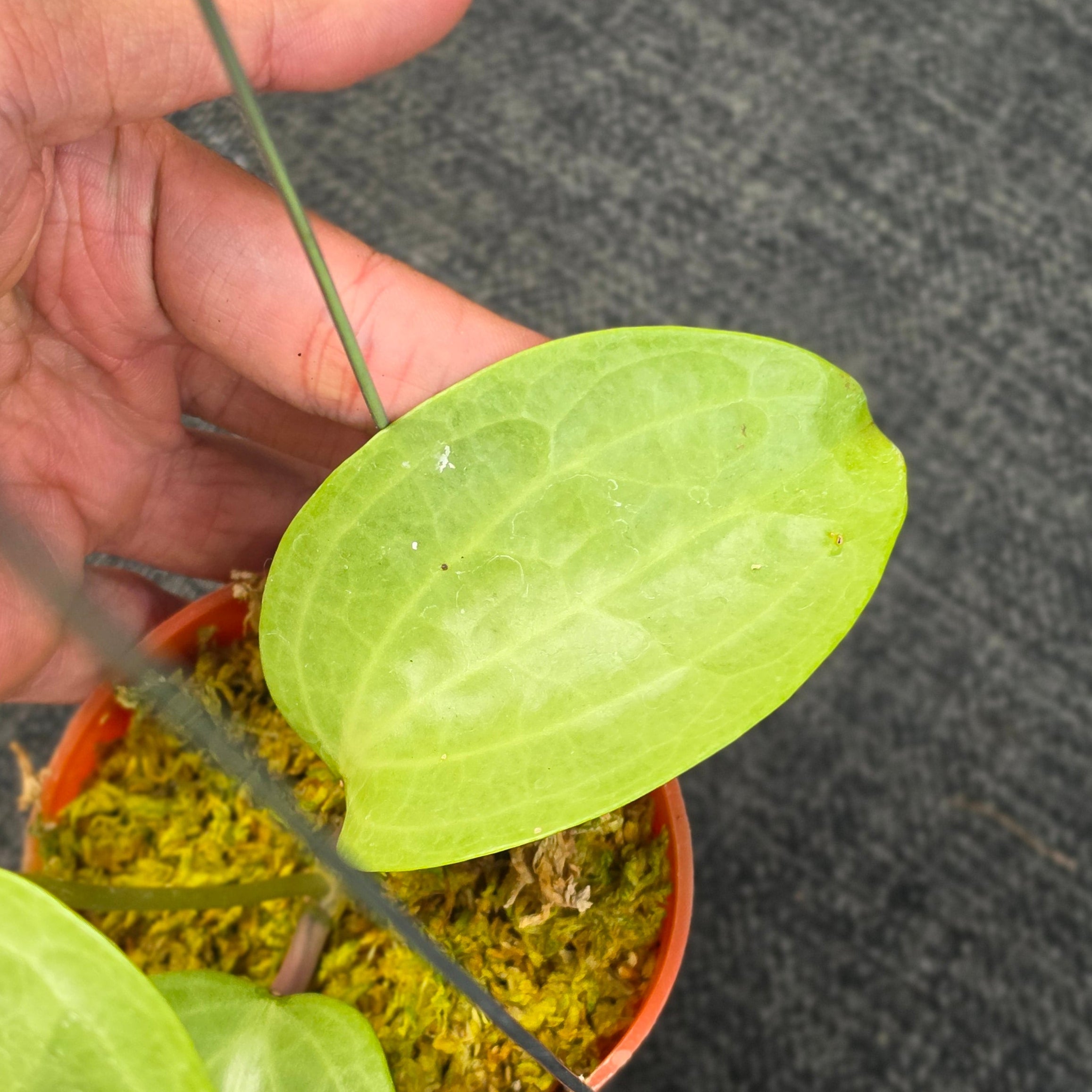 Hoya latifolia 'Filea'