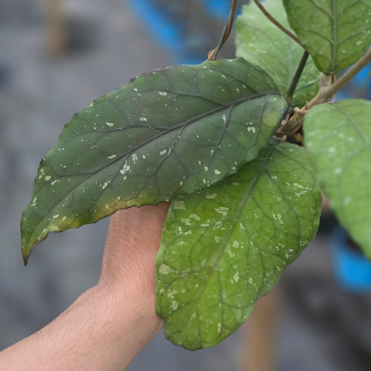 Hoya sp aceh dragon family