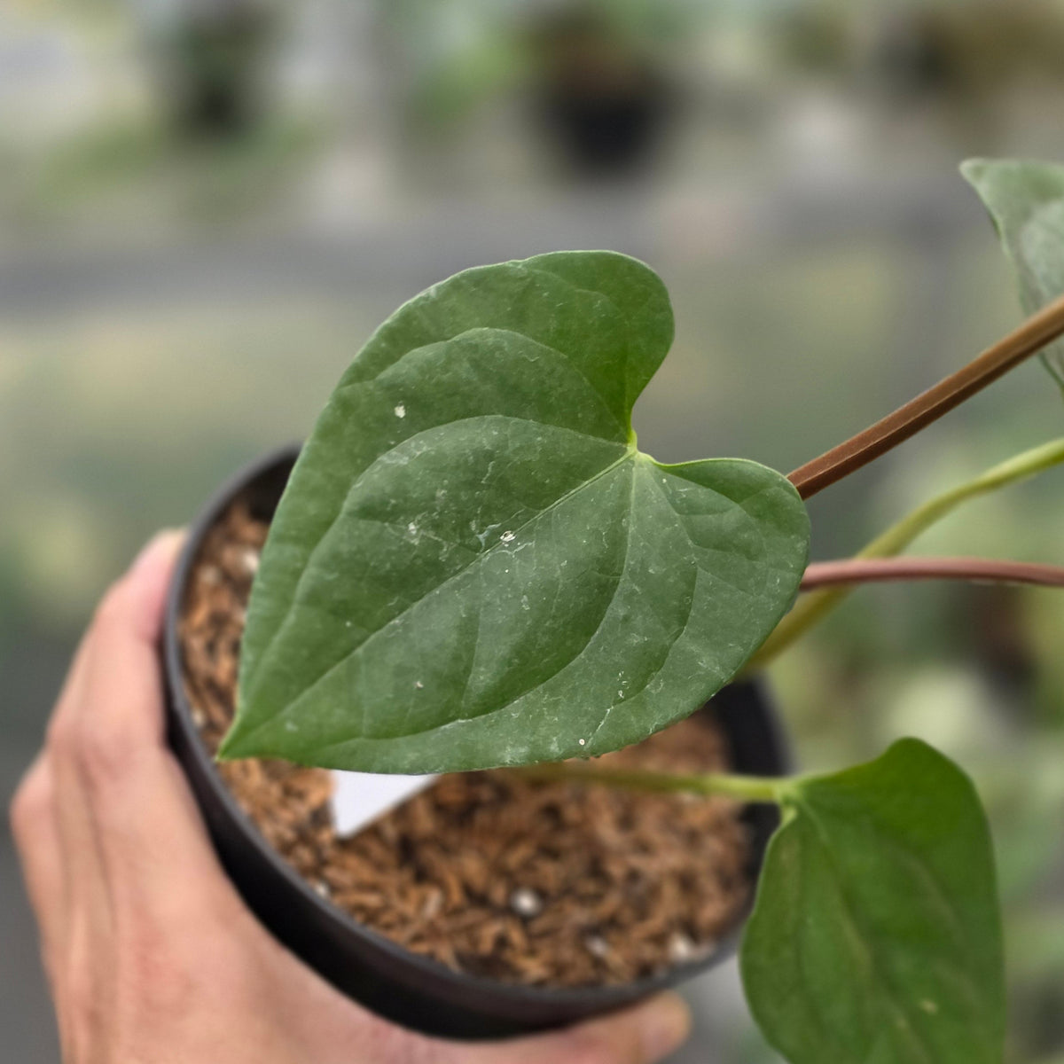 Anthurium noid x luxurian - AM20-09