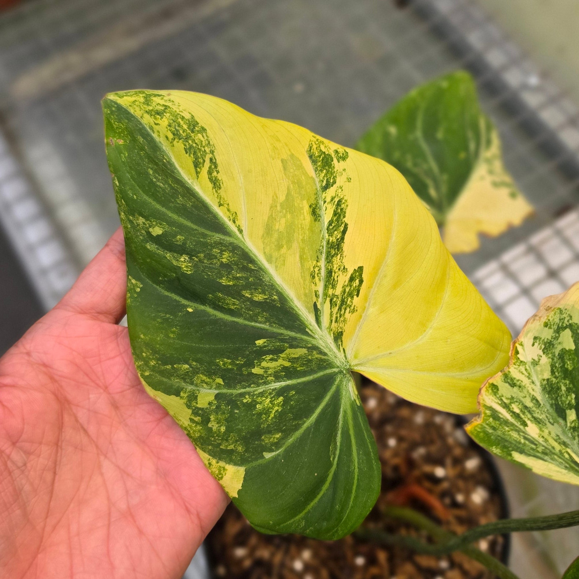 Philodendron gloriosum albo variegated