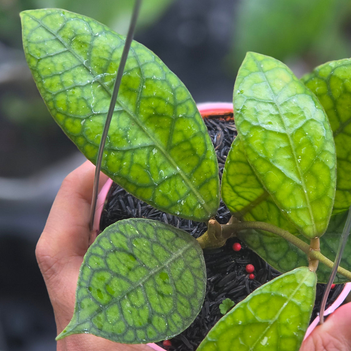 Hoya tortoise sp sumatra
