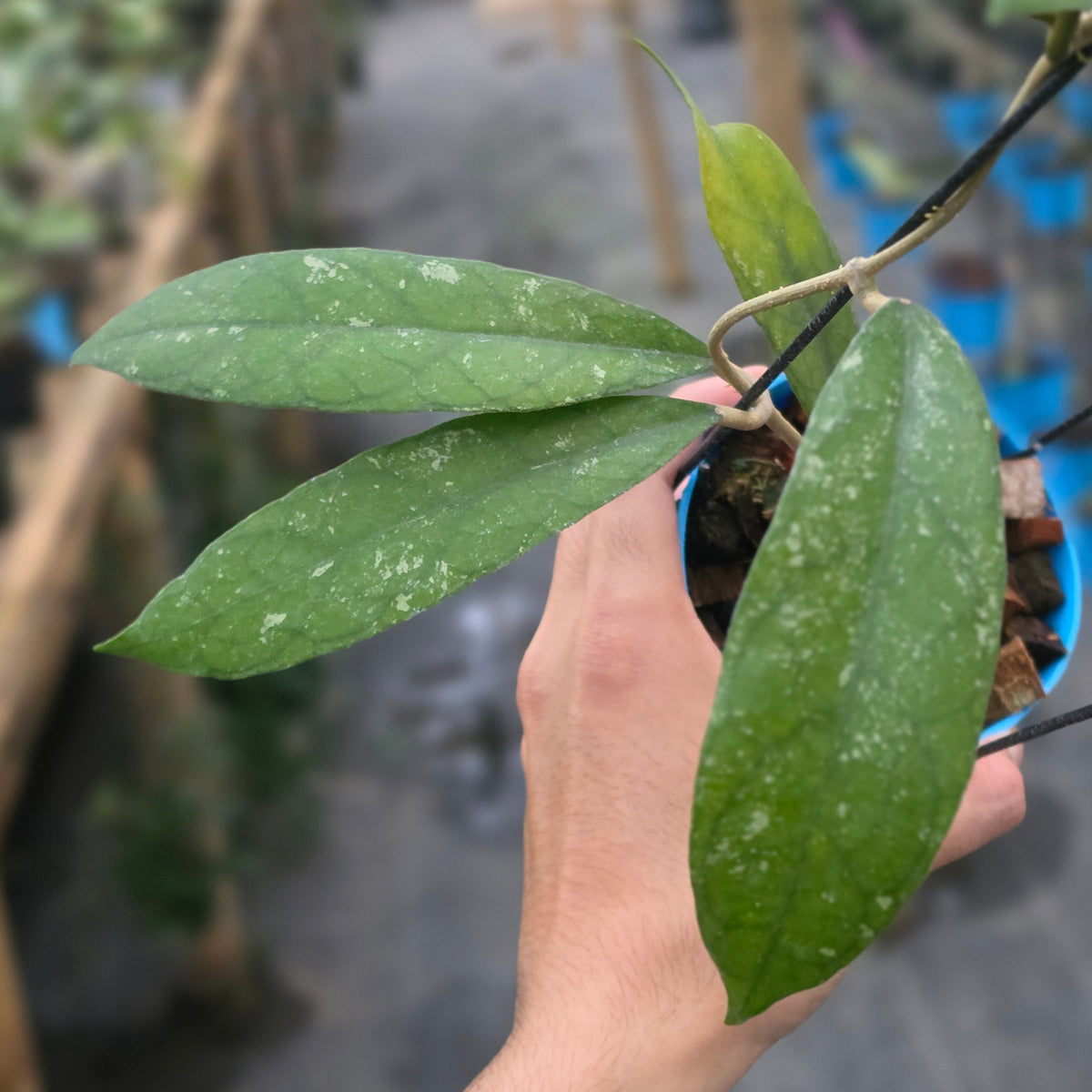 Hoya clemensiorum sp bengkunat