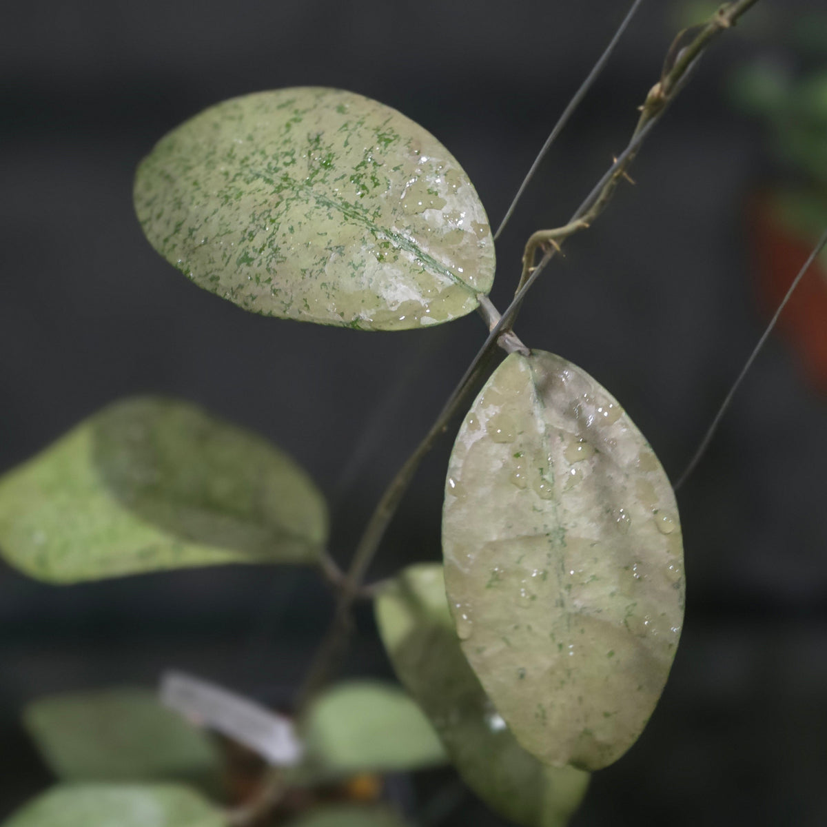 Hoya Velmora