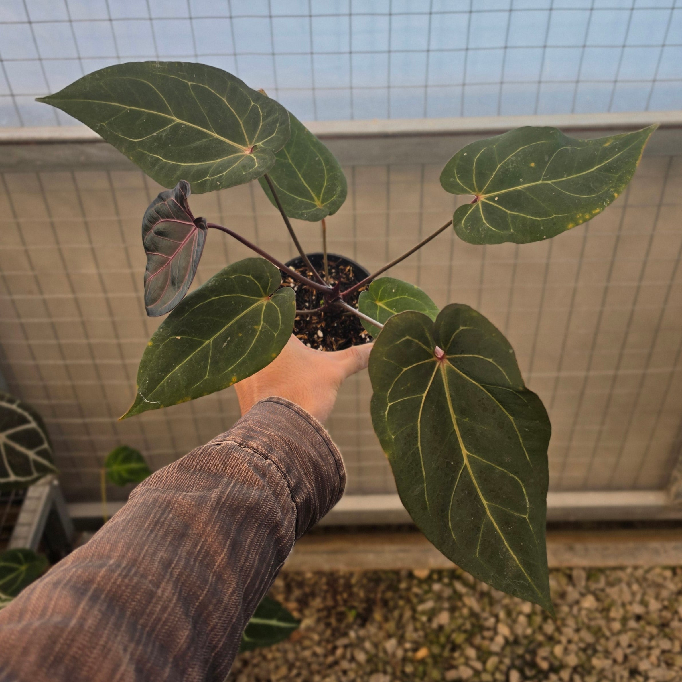 Anthurium angela black widow hybrid