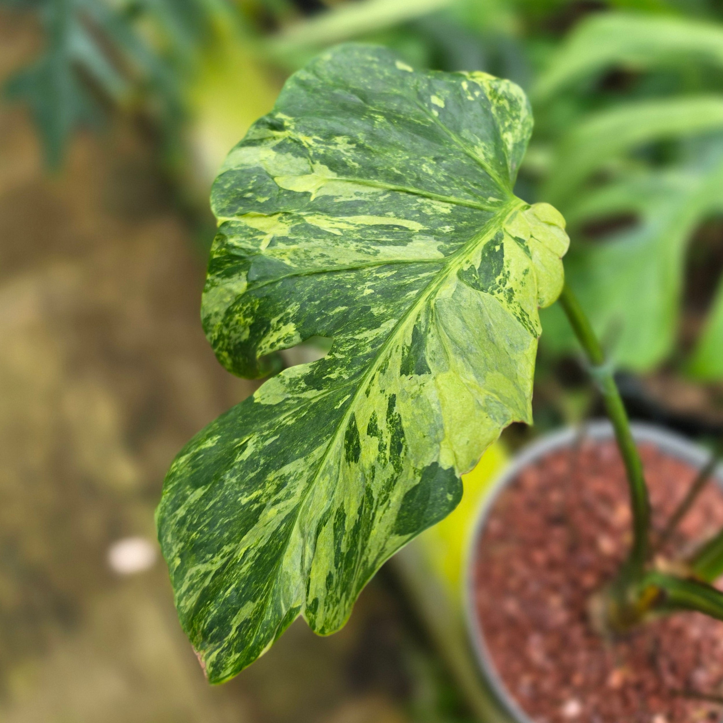 Monstera deliciosa 'Masterpiece'