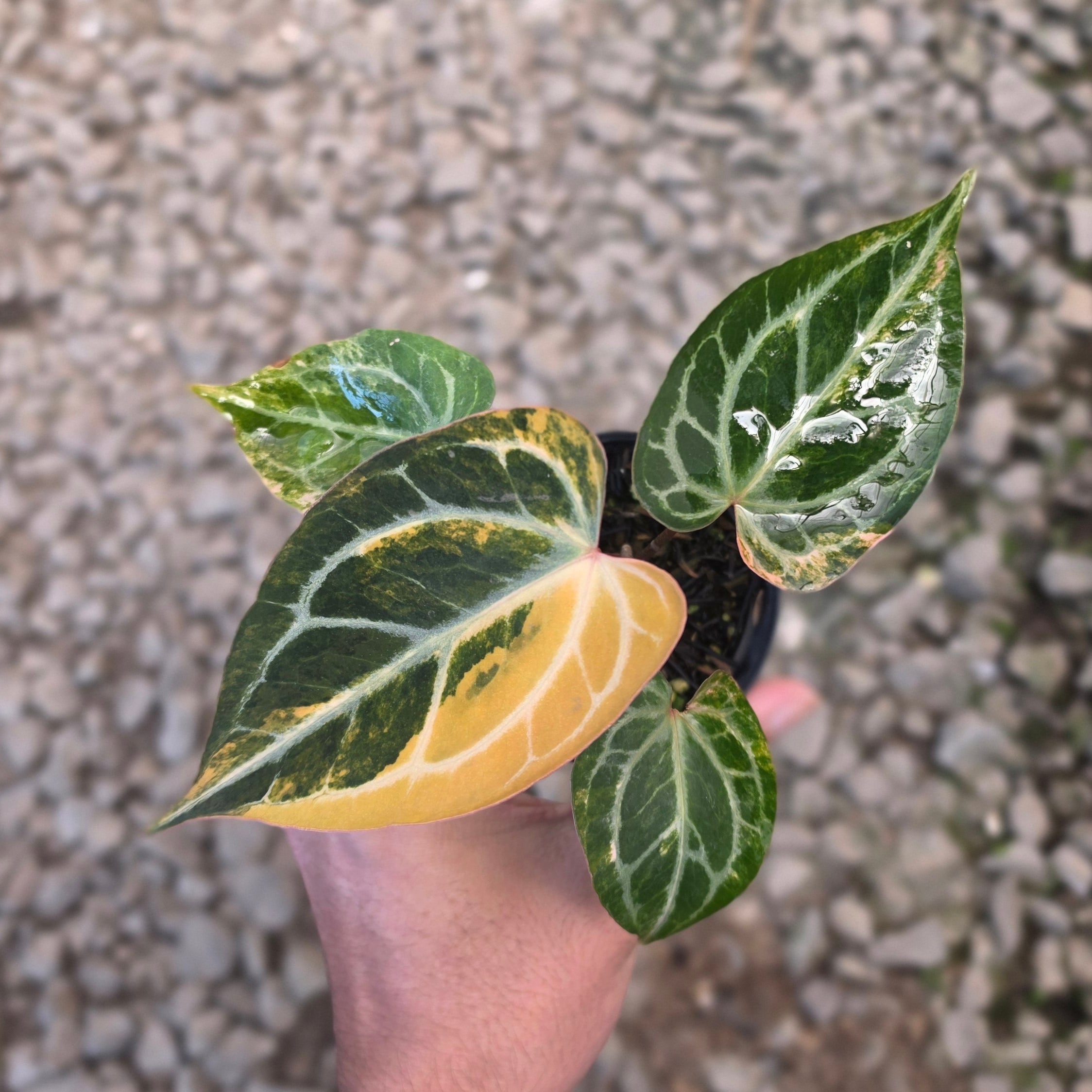 Anthurium hellboy