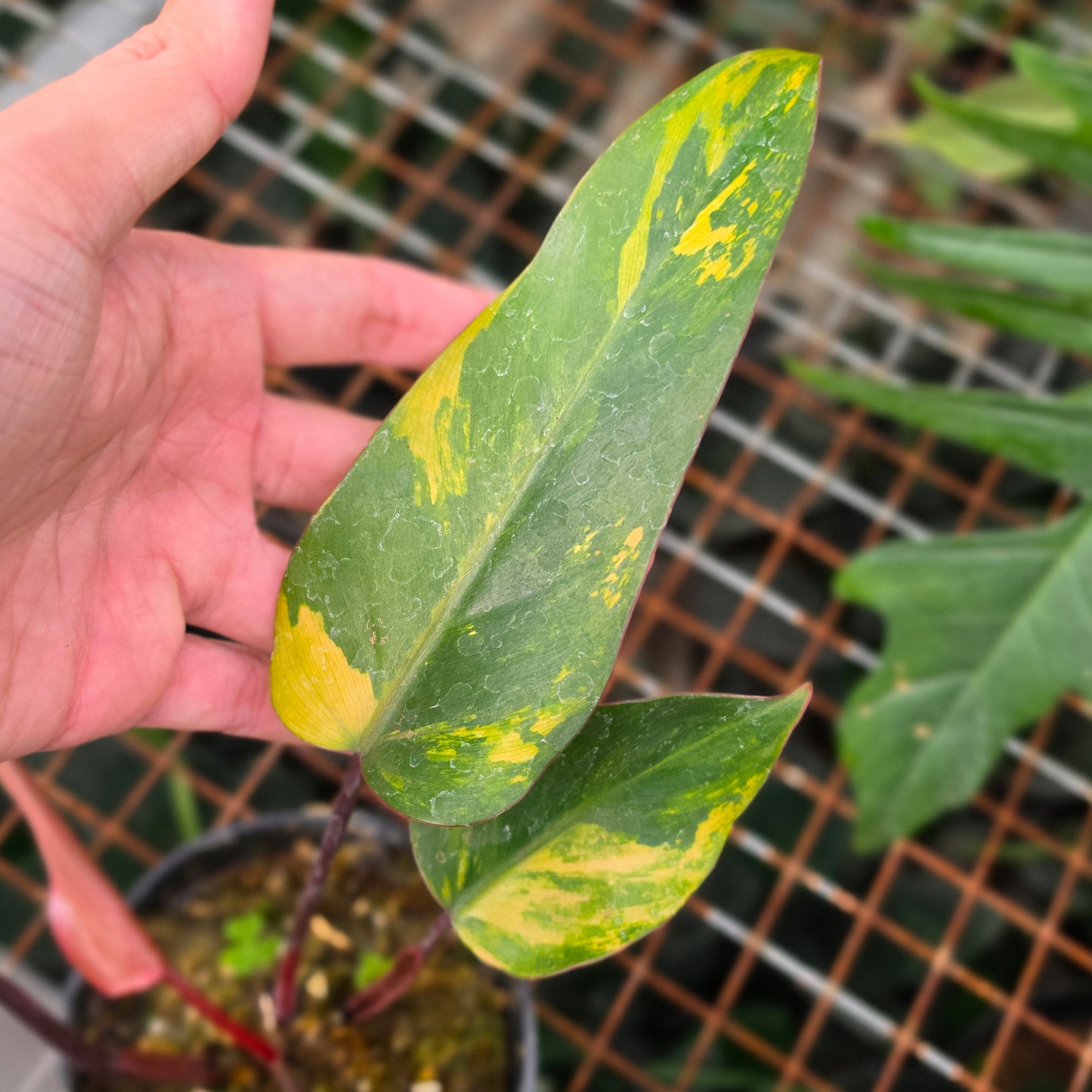 Philodendron Dark lord variegated