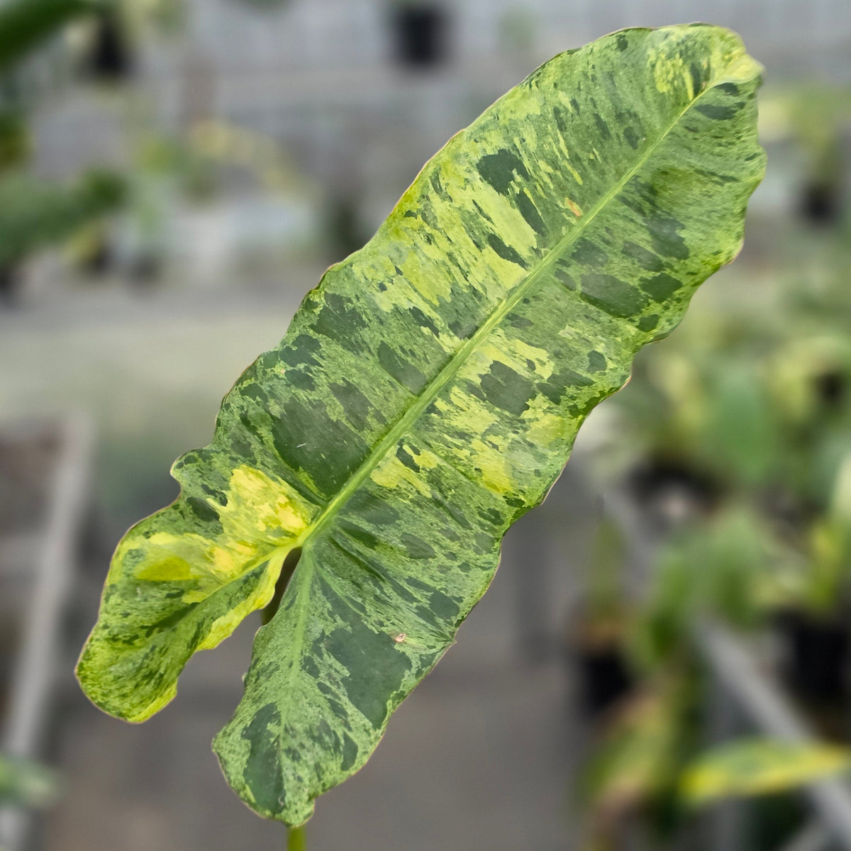 Philodendron paraiso verde var (cutting 1 leaf) - AM25-09