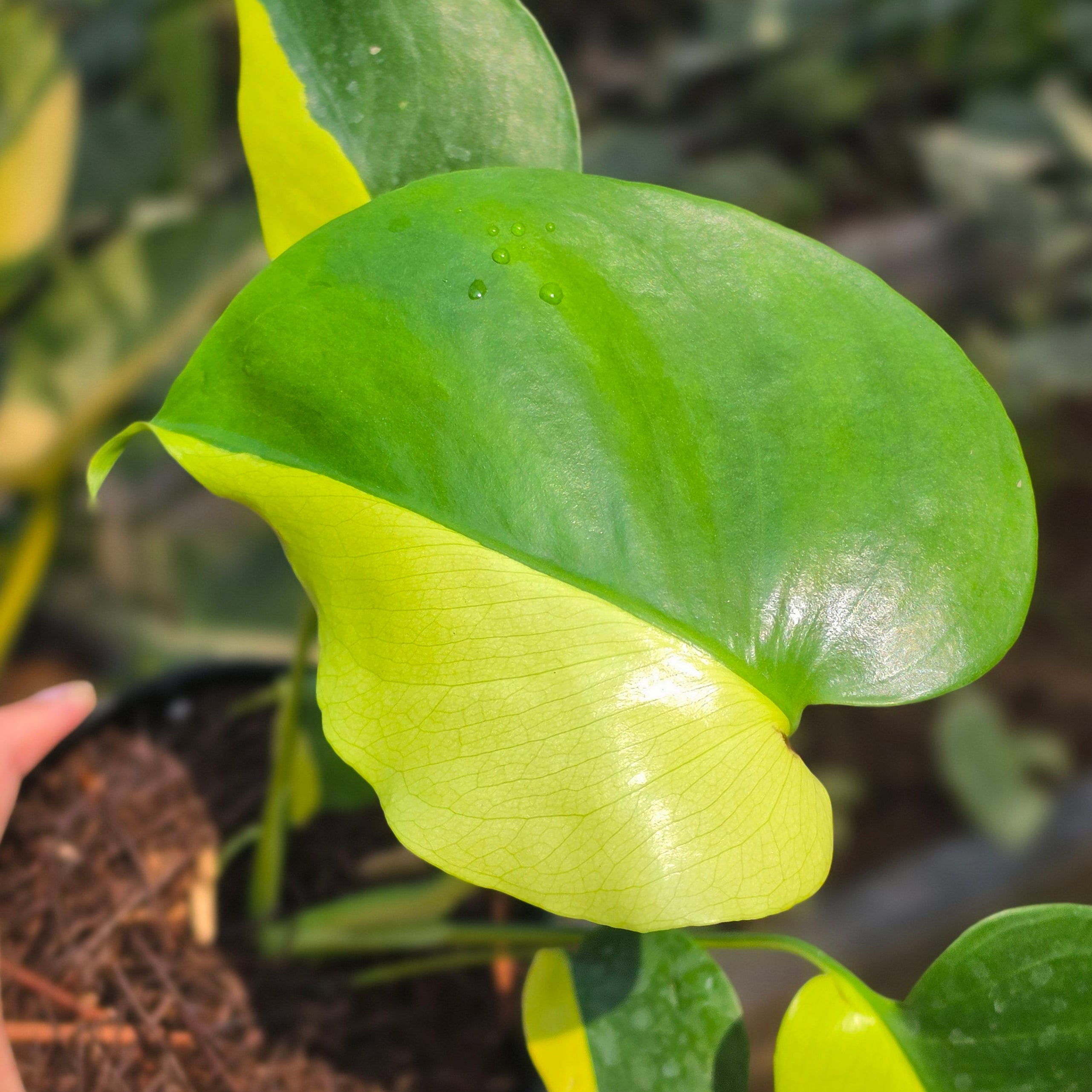 Monstera Lemon Lime
