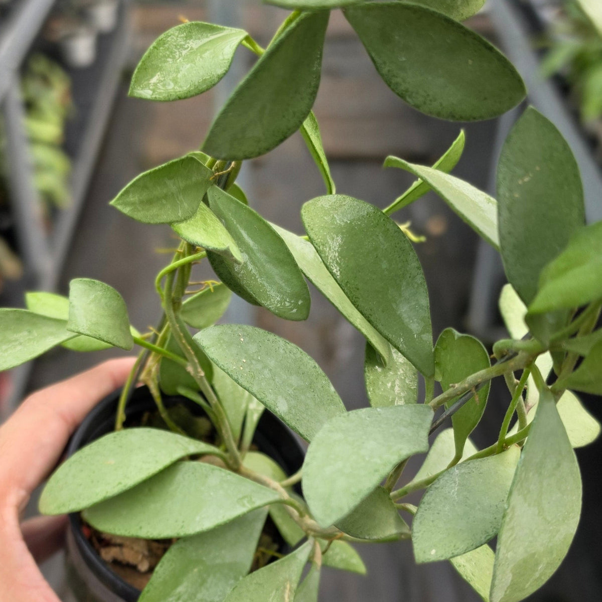 Hoya nummularioides ‘Silver’