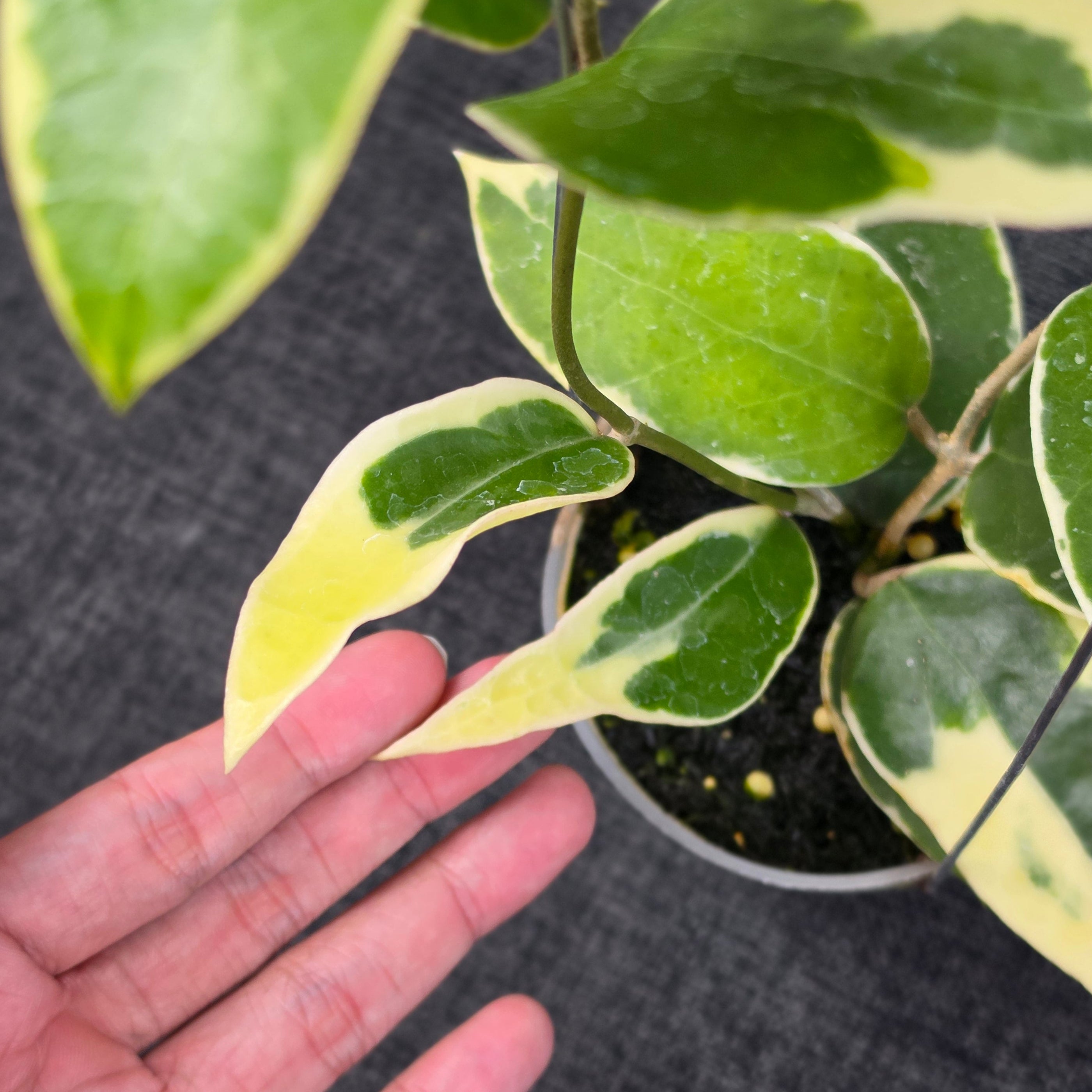 Hoya panglayensis 'Albomarginata'