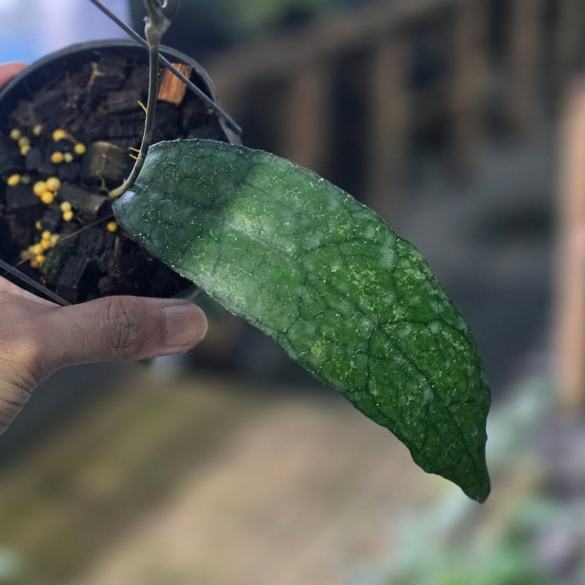 Hoya clemensiorum python