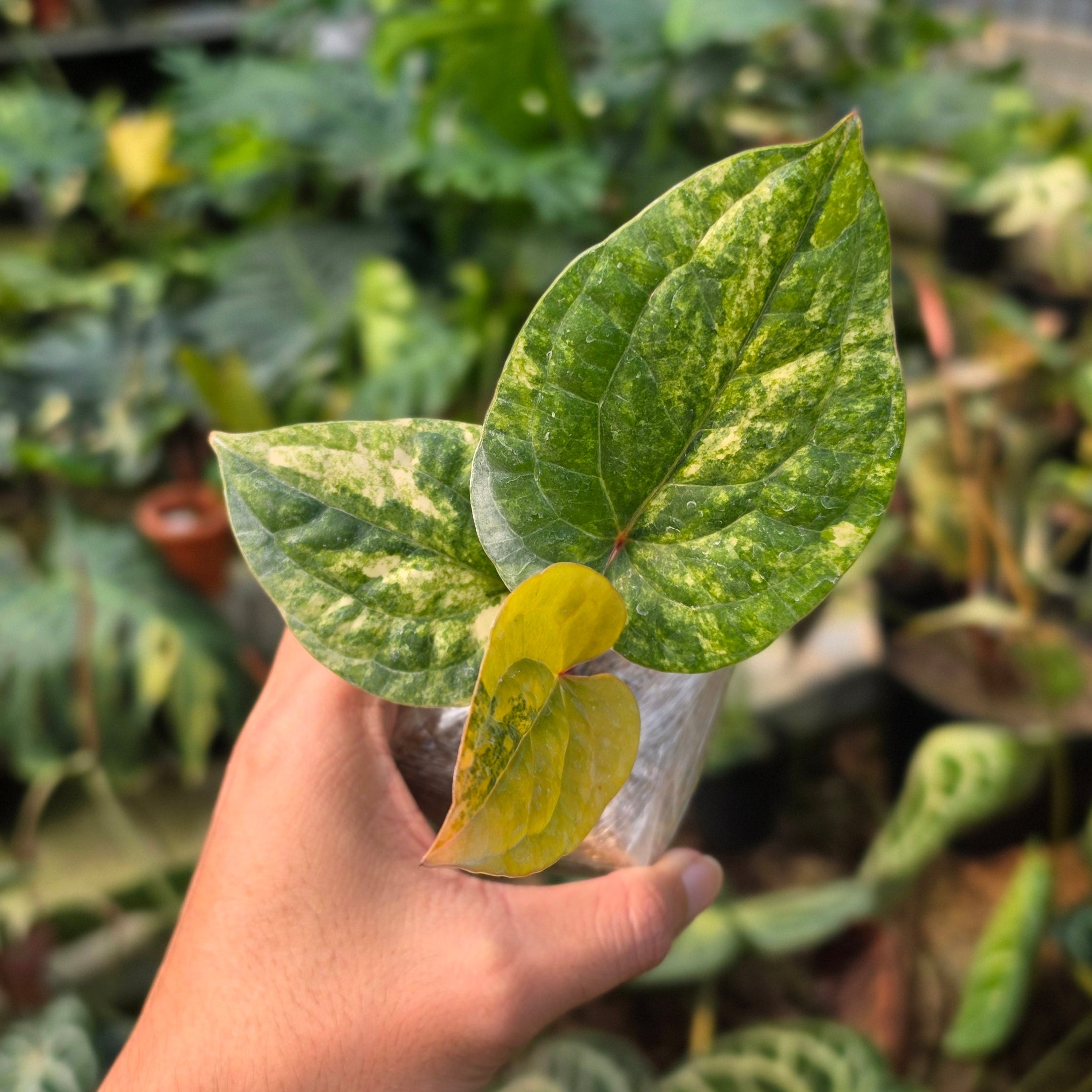 Anthurium Radicans variegated
