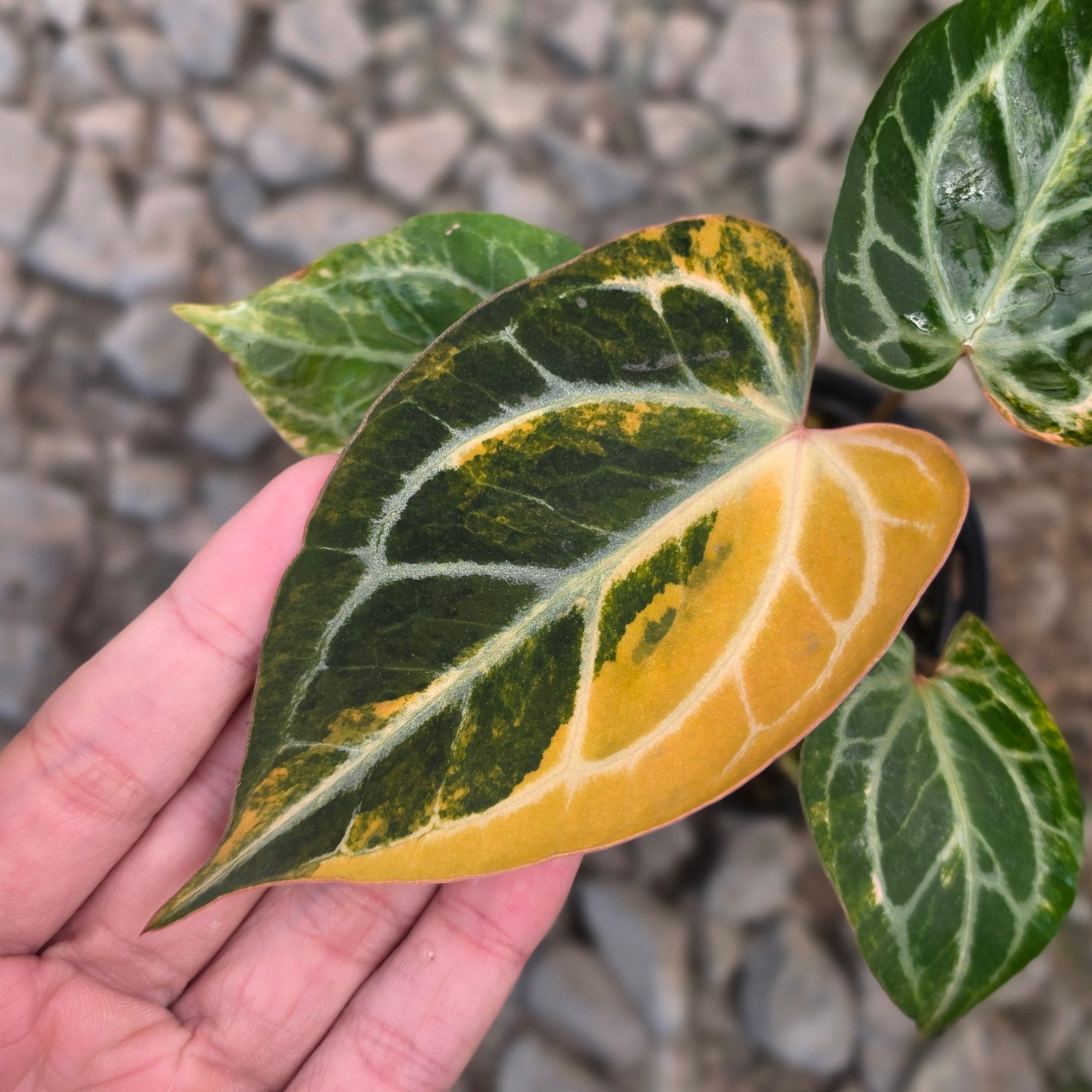 Anthurium hellboy