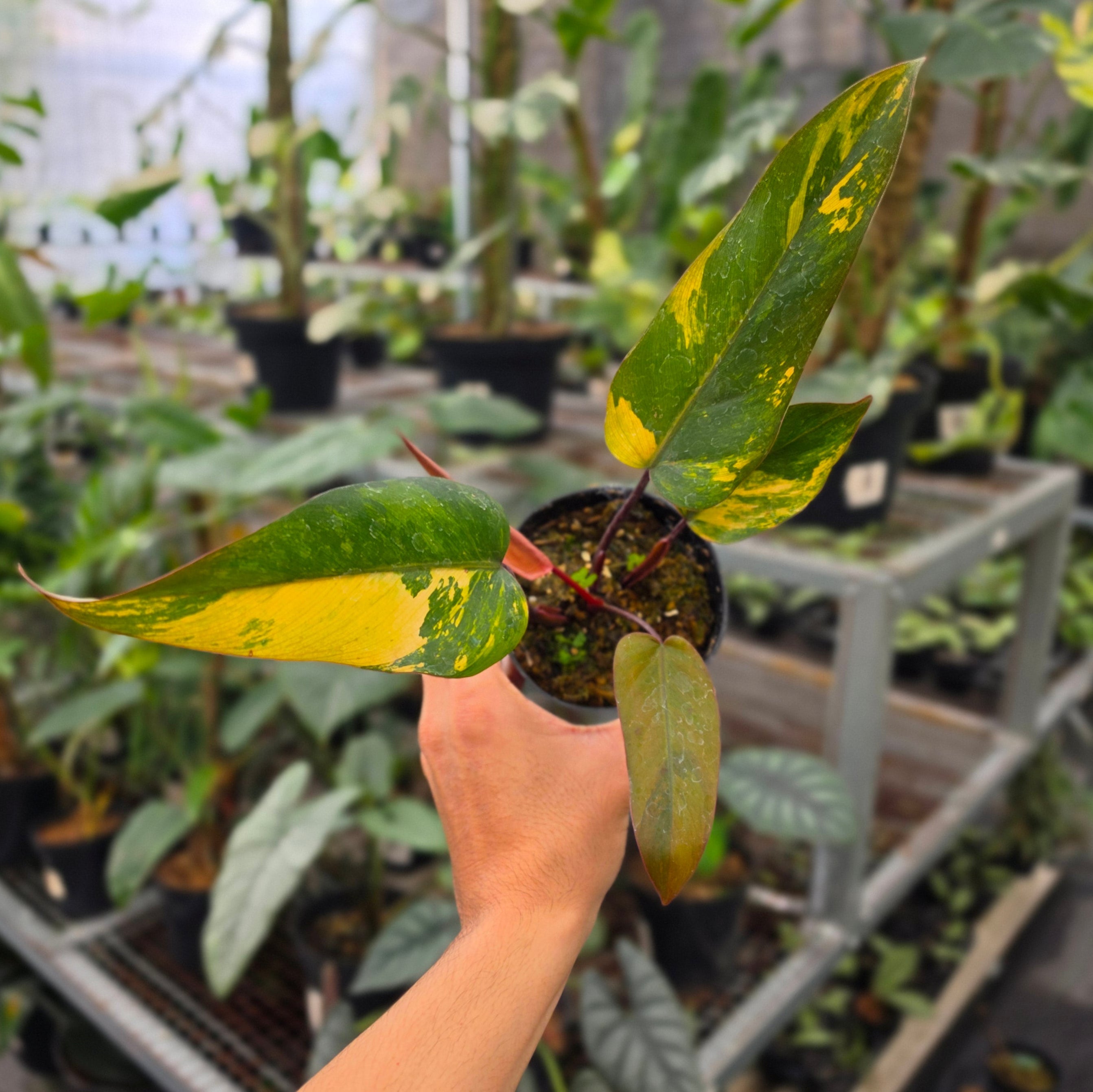 Philodendron Dark lord variegated