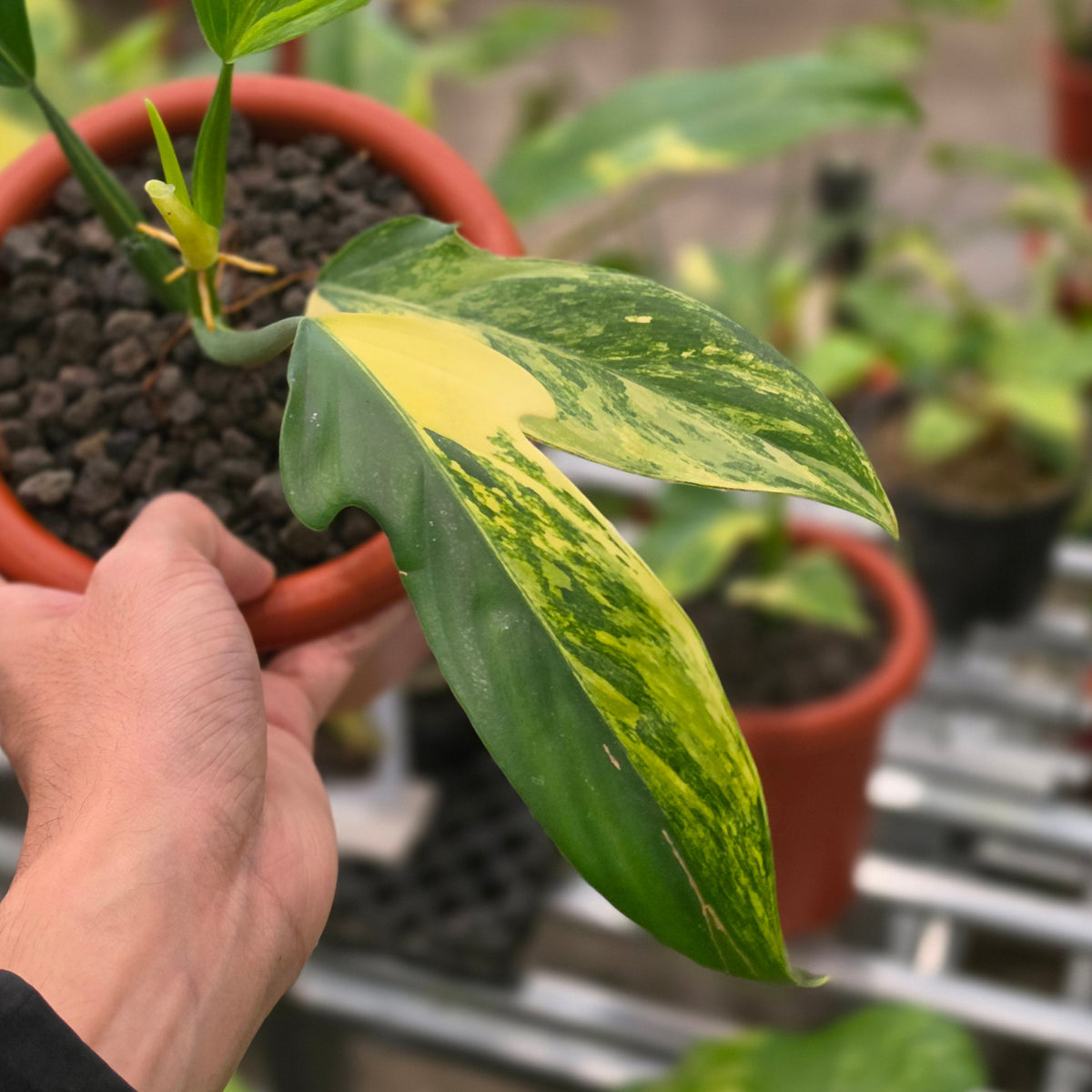 Philodendron panduriforme variegated
