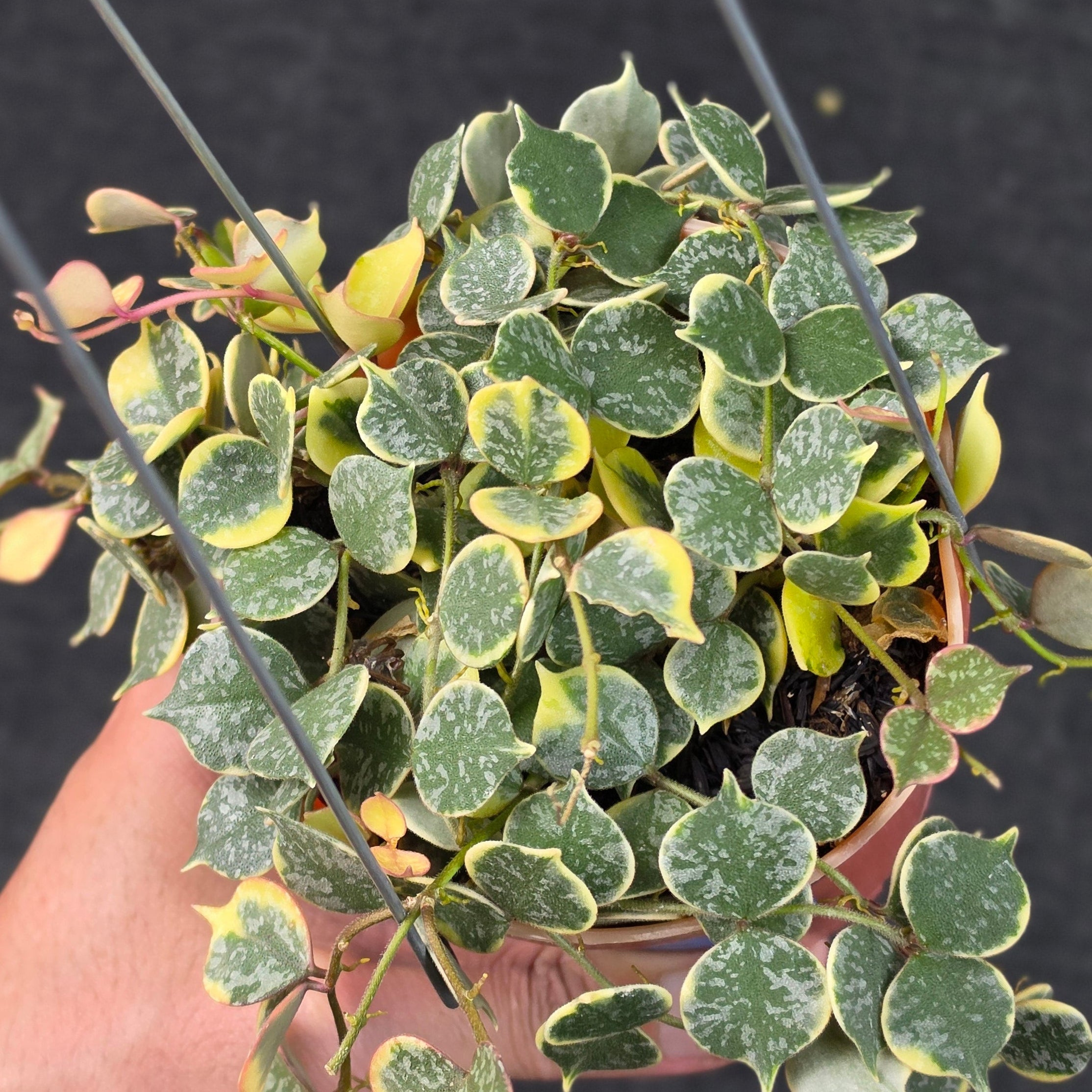 Hoya curtisii 'Albomarginata'
