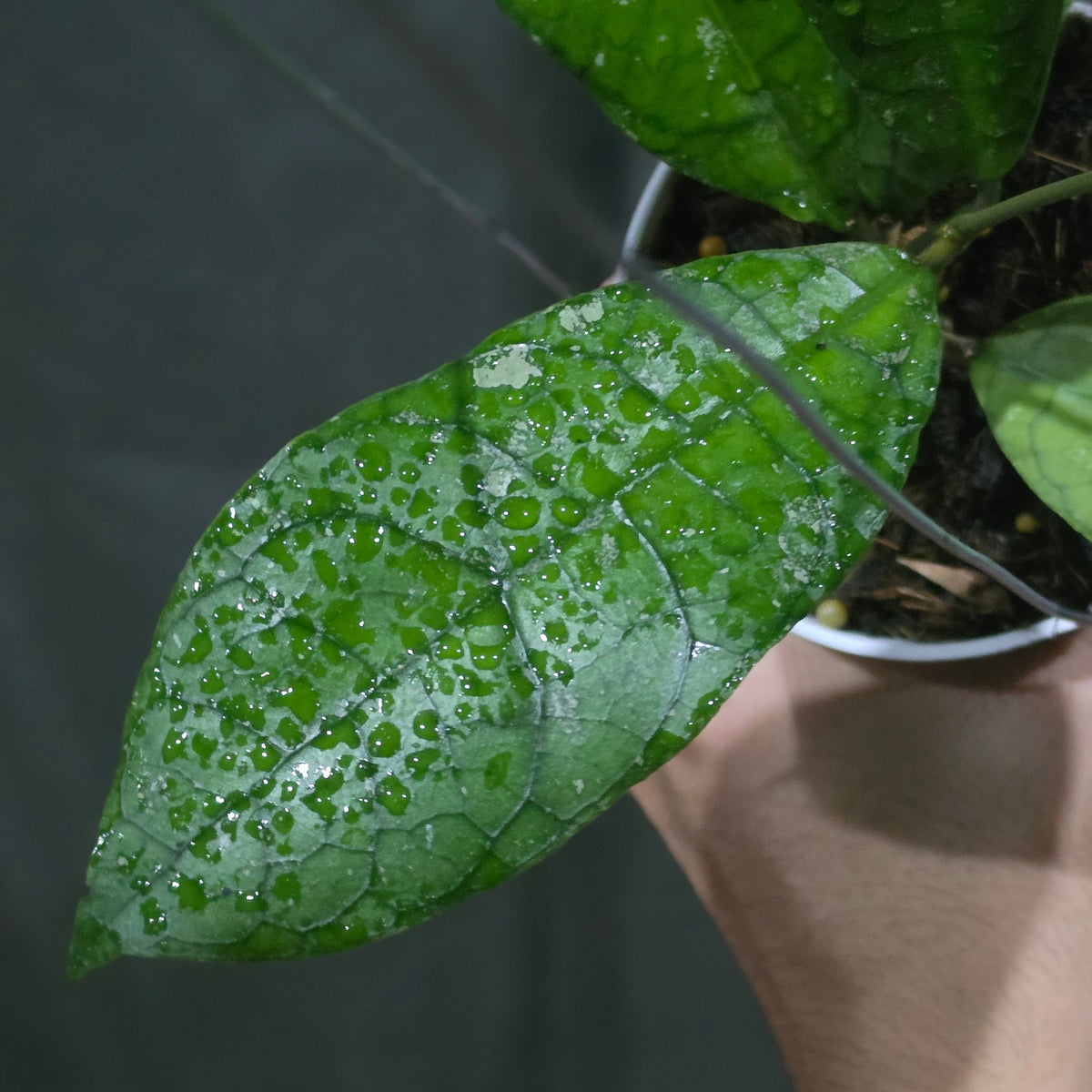 Hoya Susanti M13 (aff lambii × clemensiorum Borneo)