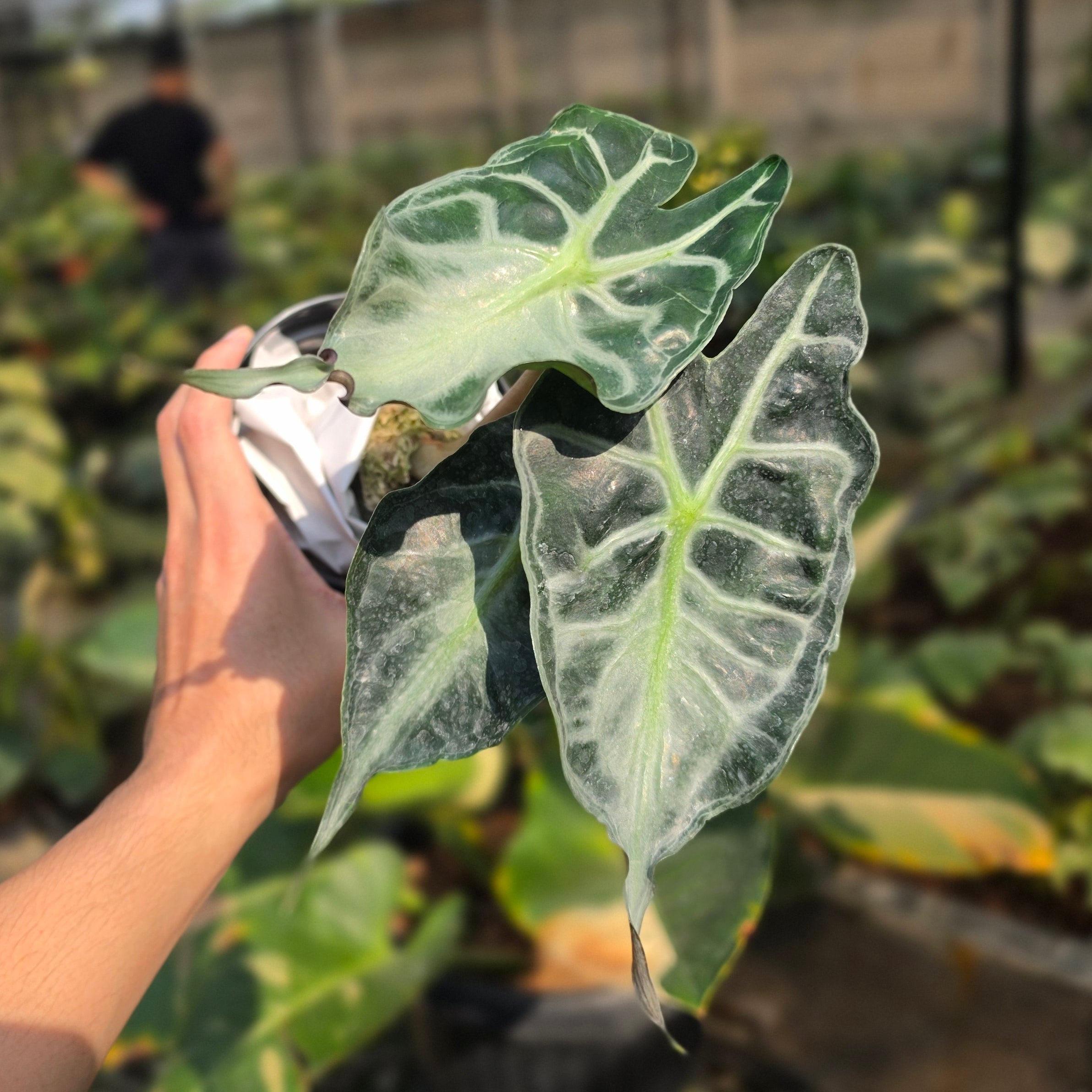 Alocasia venom