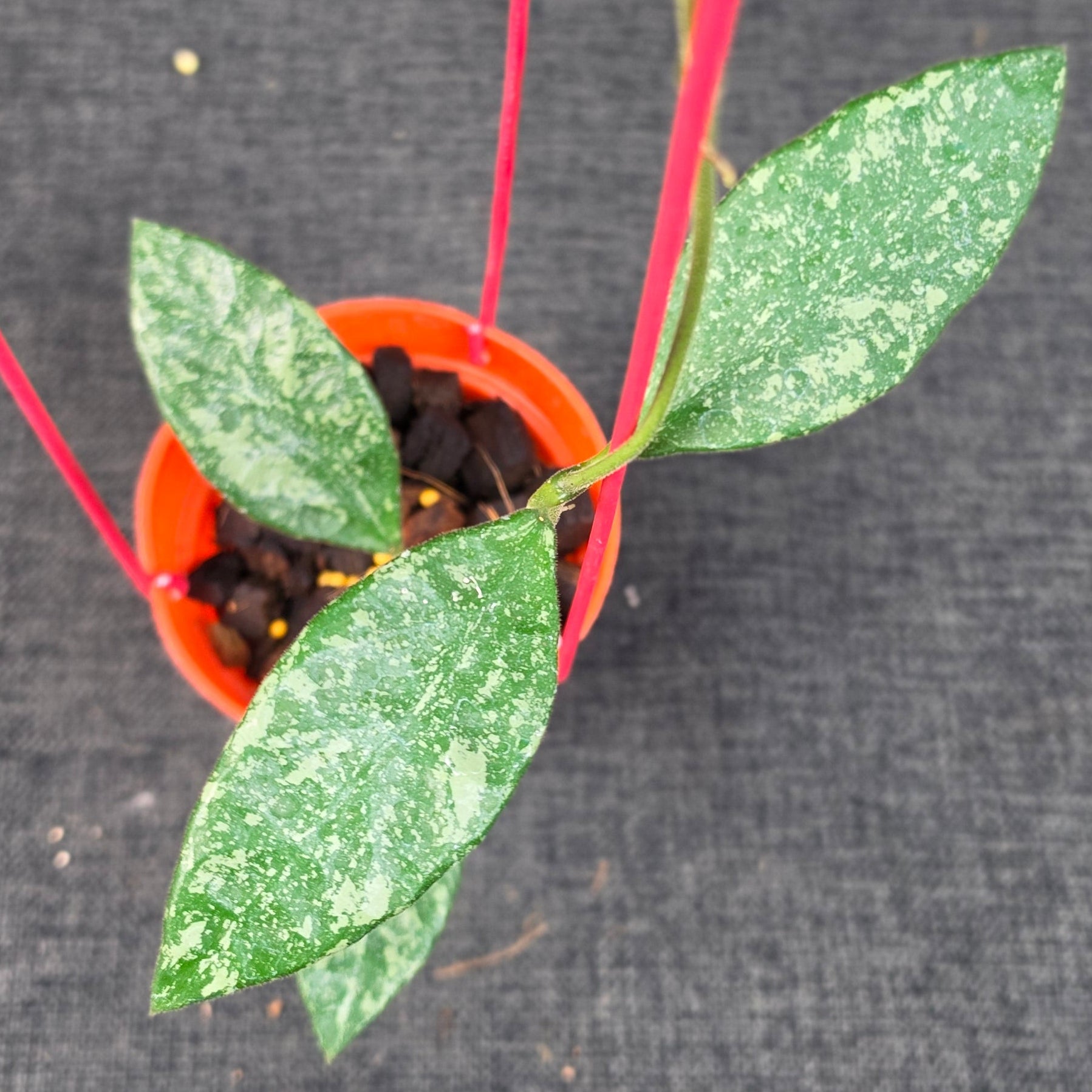 Hoya rundumensis 'High Splash'