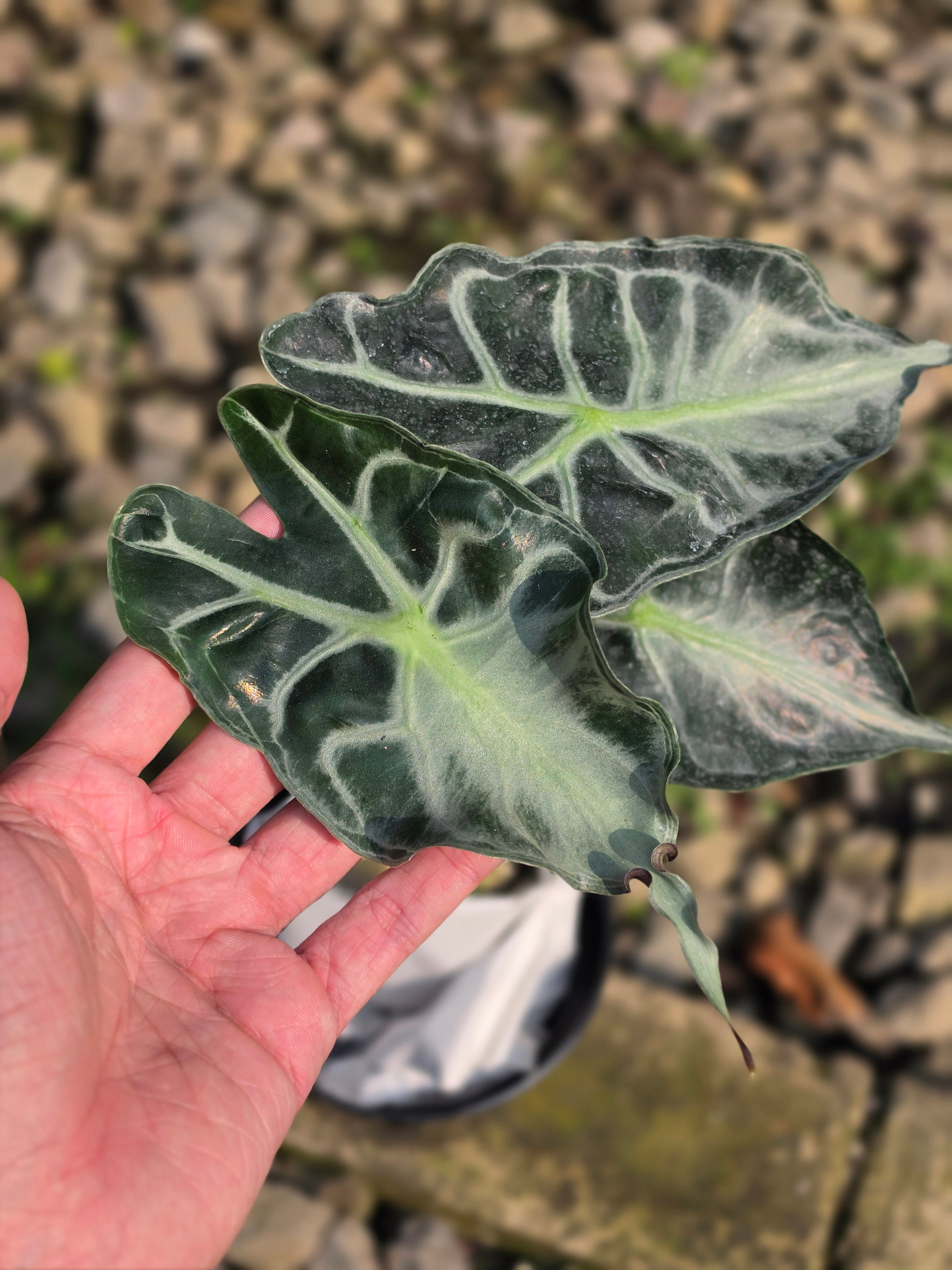 Alocasia venom