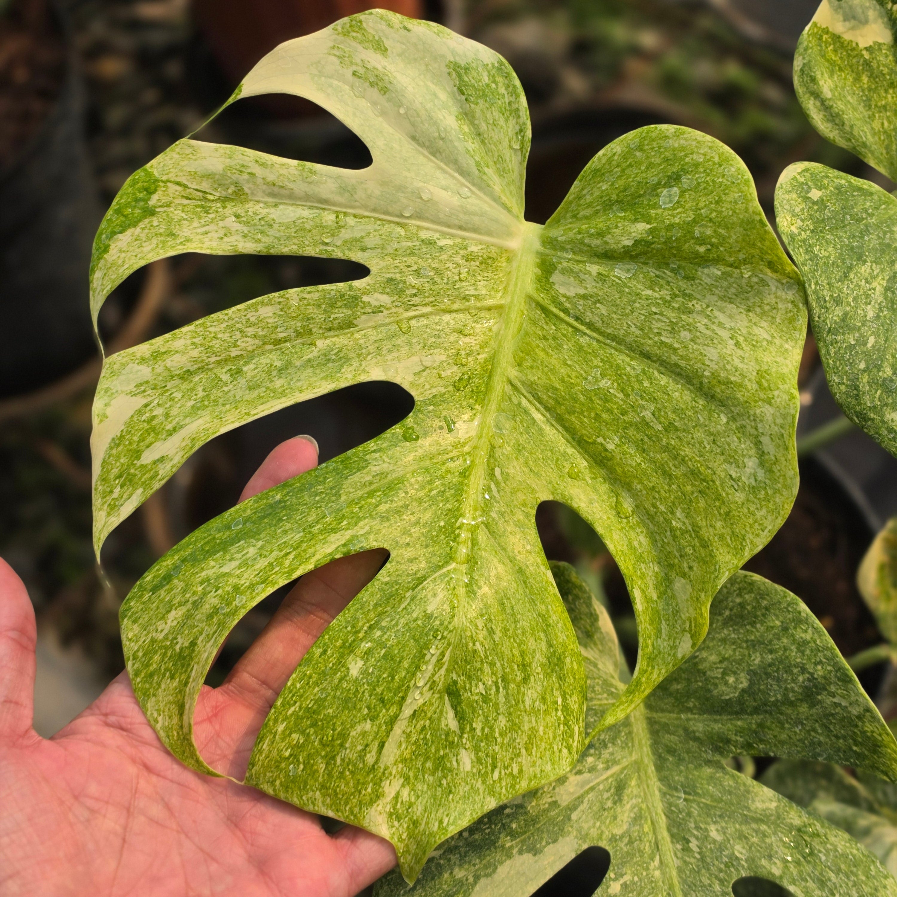 Monstera double platinum variegated - mature size