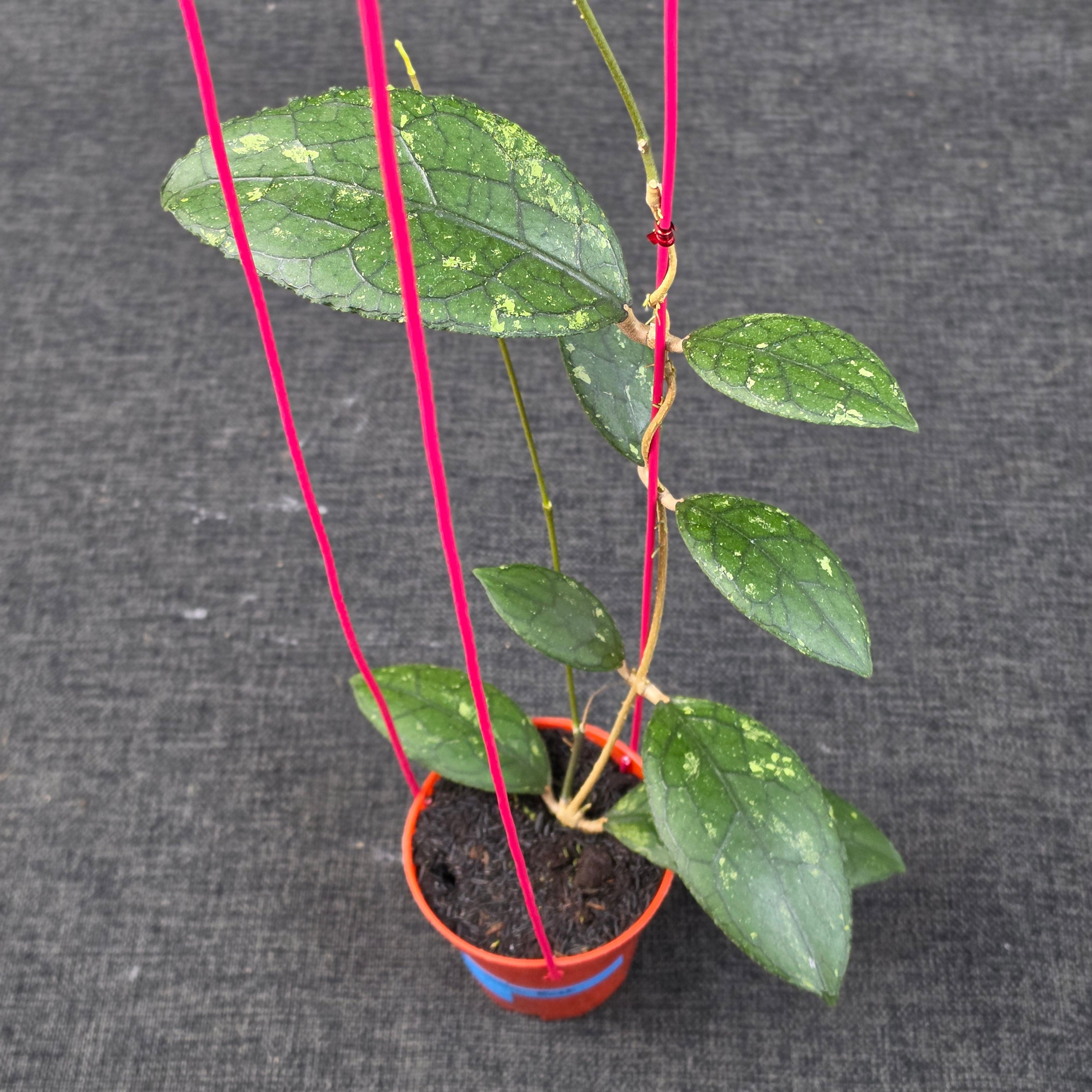 Hoya clemensiorum 'Turtle Black'