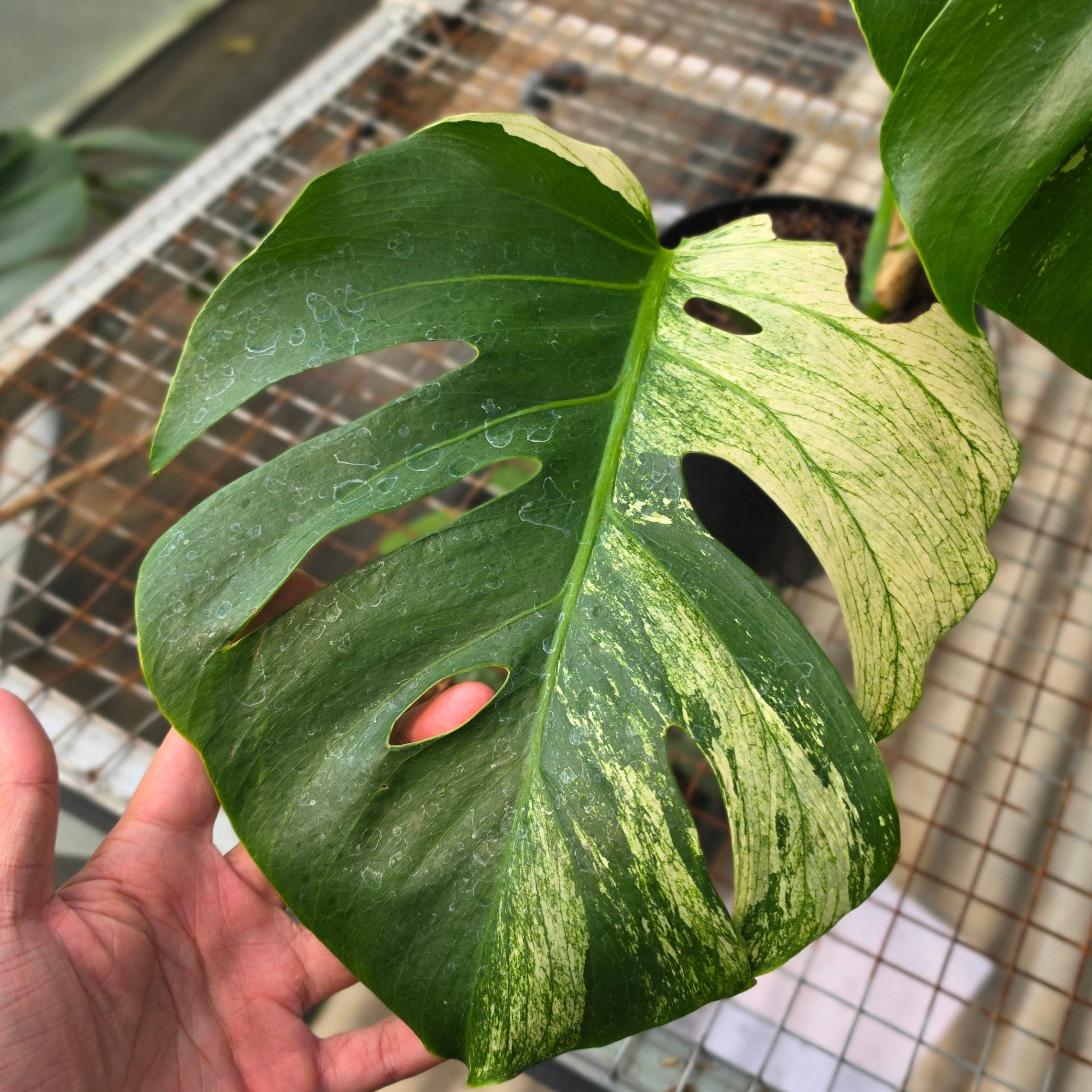 RP Monstera Java sports - AM03-08