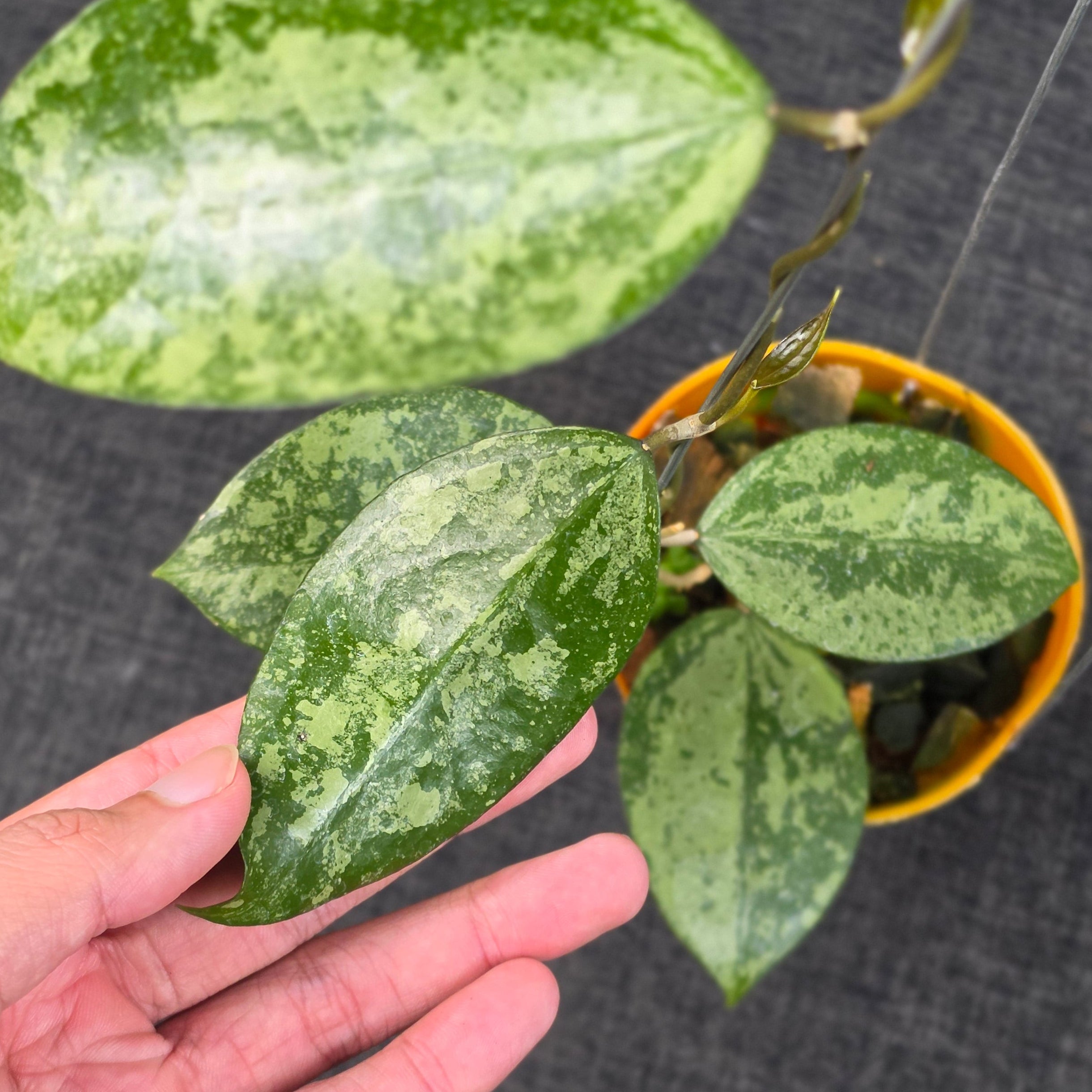 Hoya verticillata 'Nganjuk Splash'