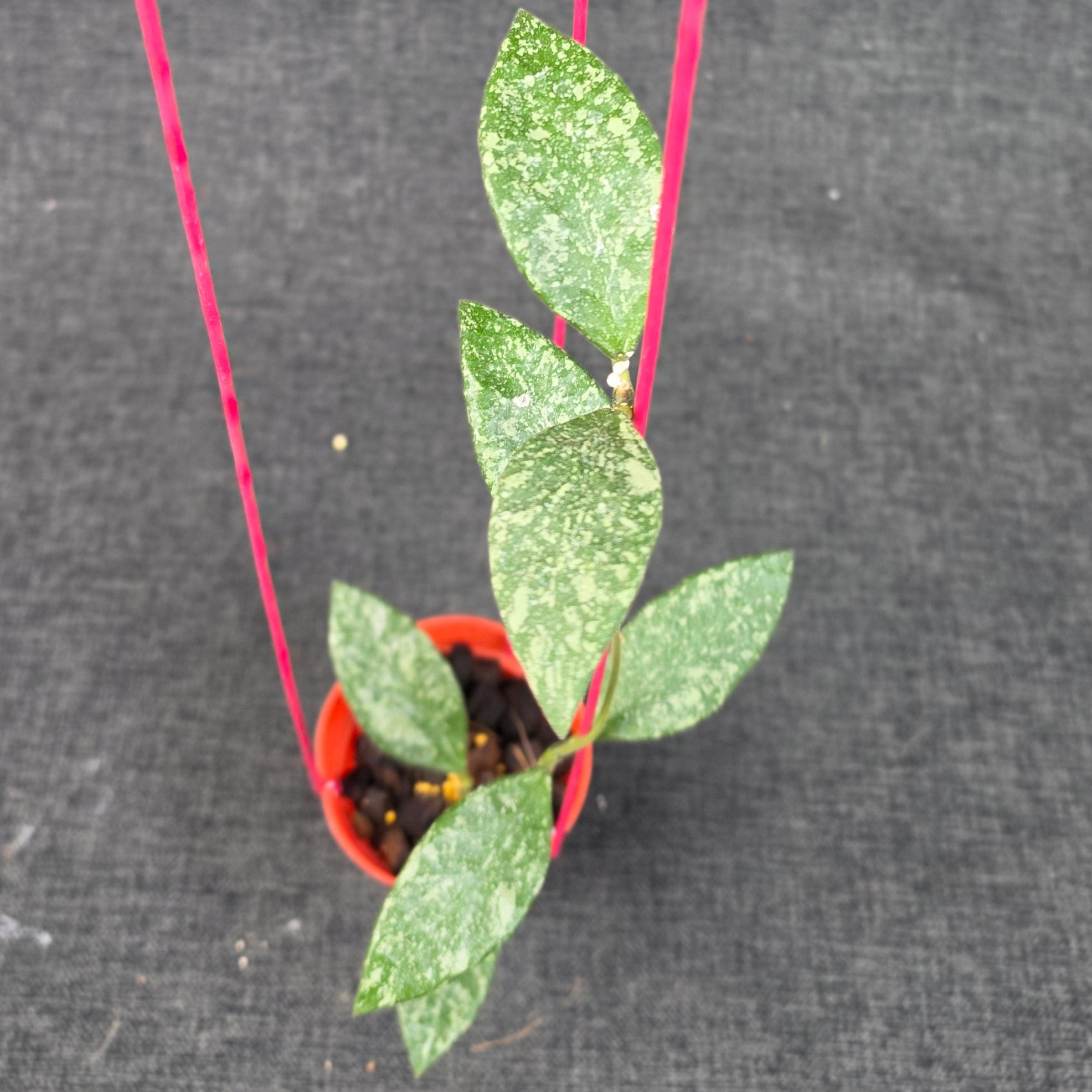 Hoya rundumensis 'High Splash'