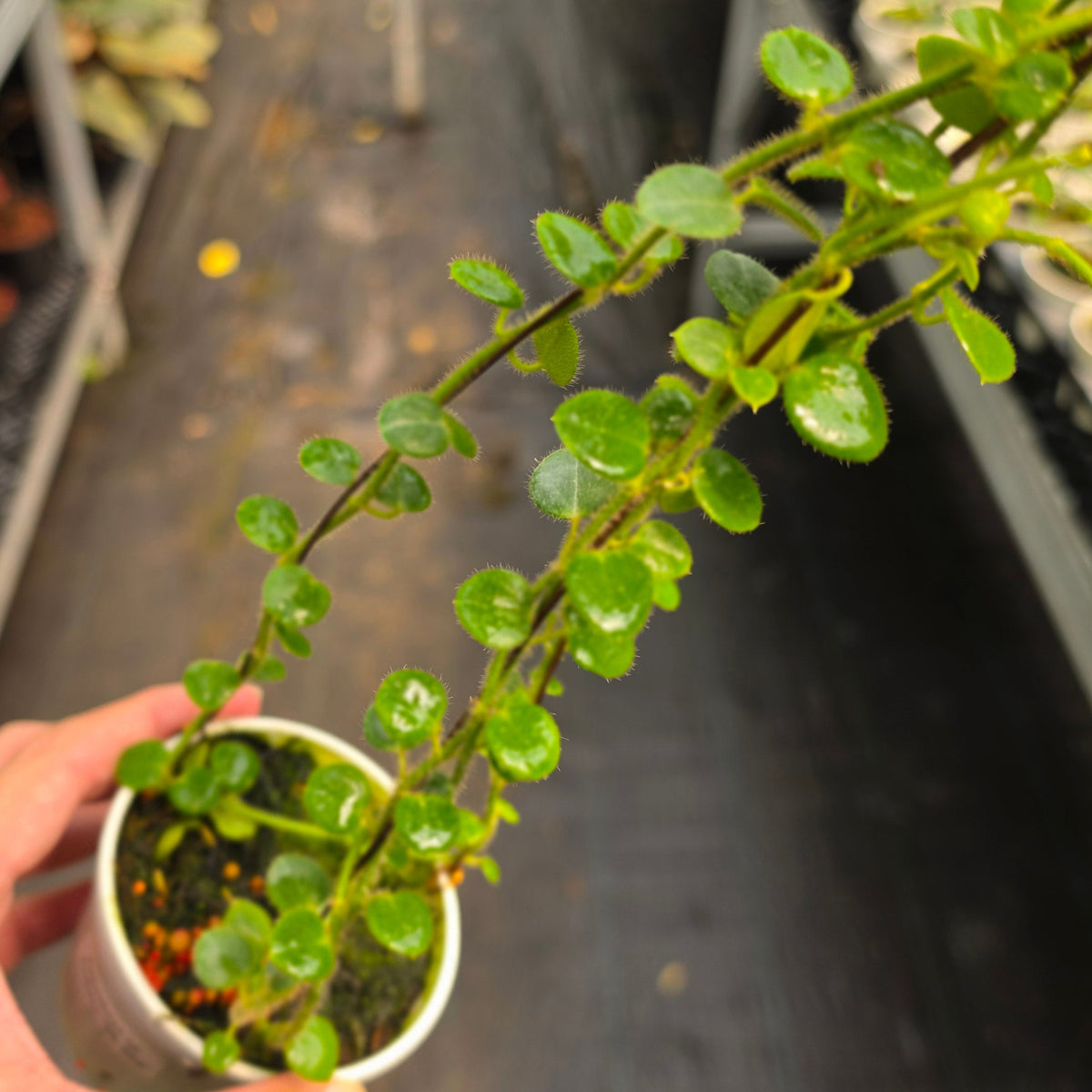 Hoya sp. Mamasa (Papua Hoya)