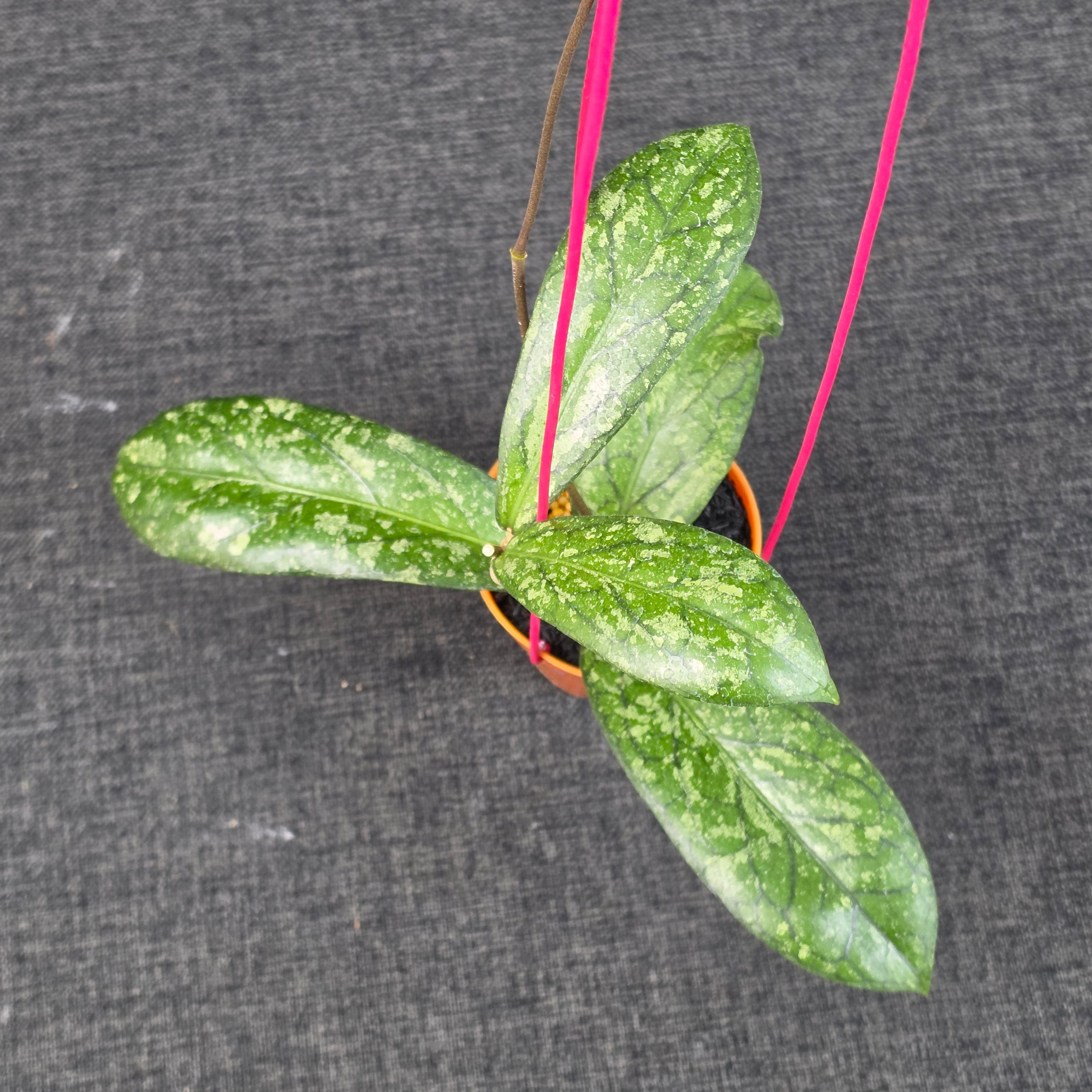 Hoya sp 'Tanggamus Way Maja'