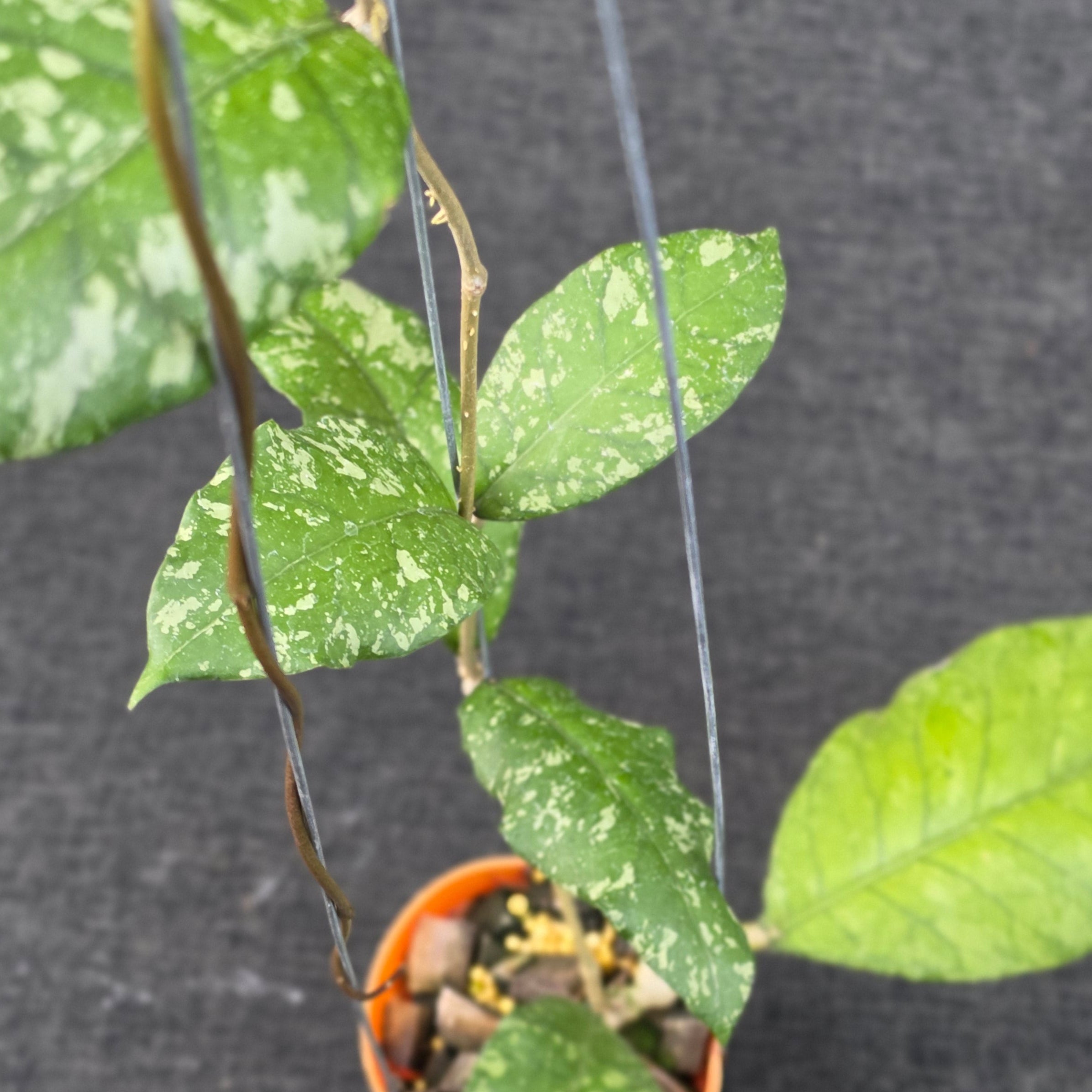 Hoya sp aceh forest orb