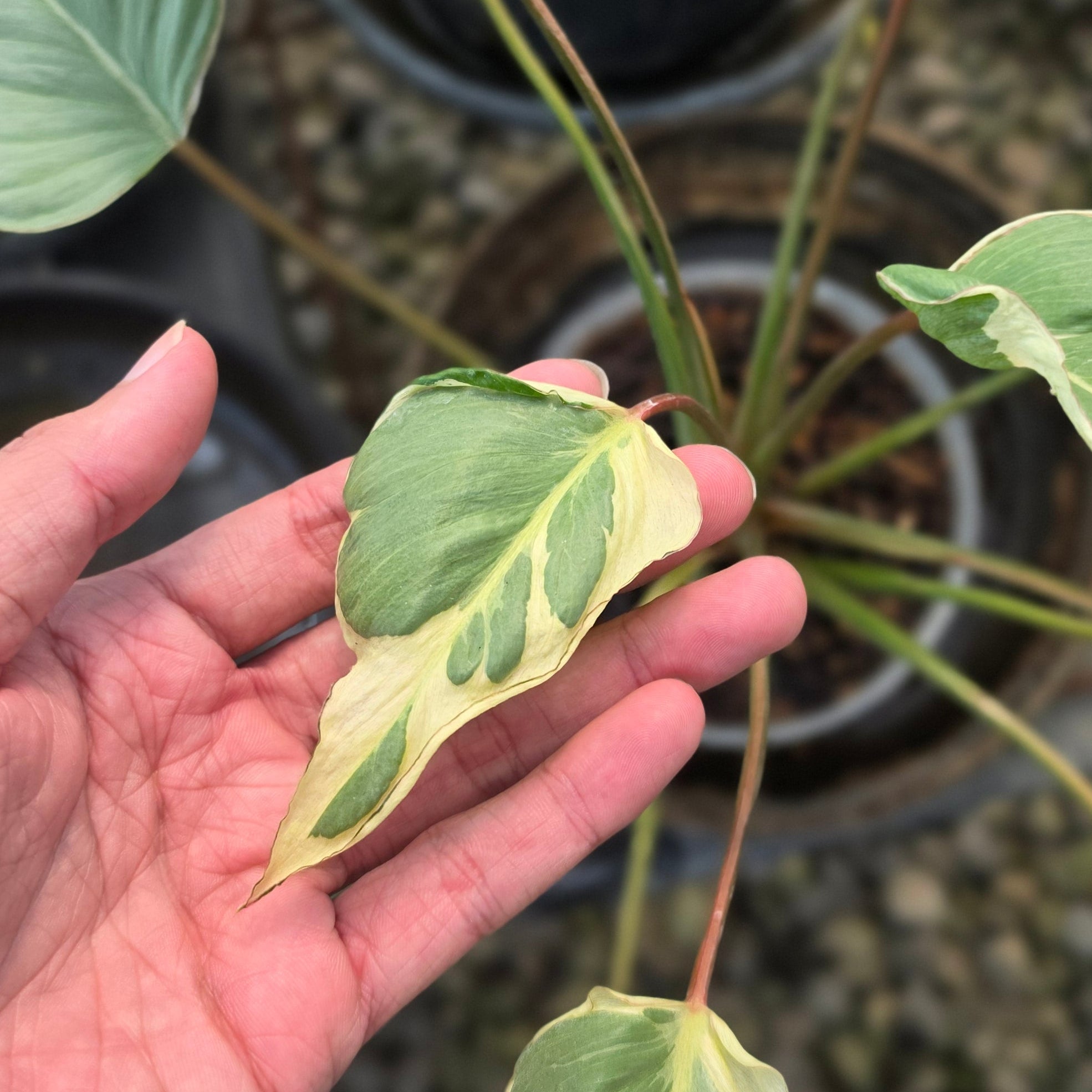 Homalomena 'Marshmallow'
