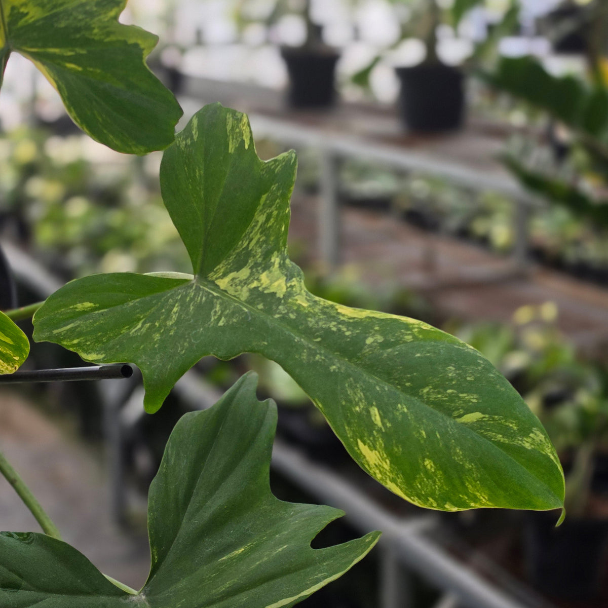 Philodendron florida beauty x mayoi